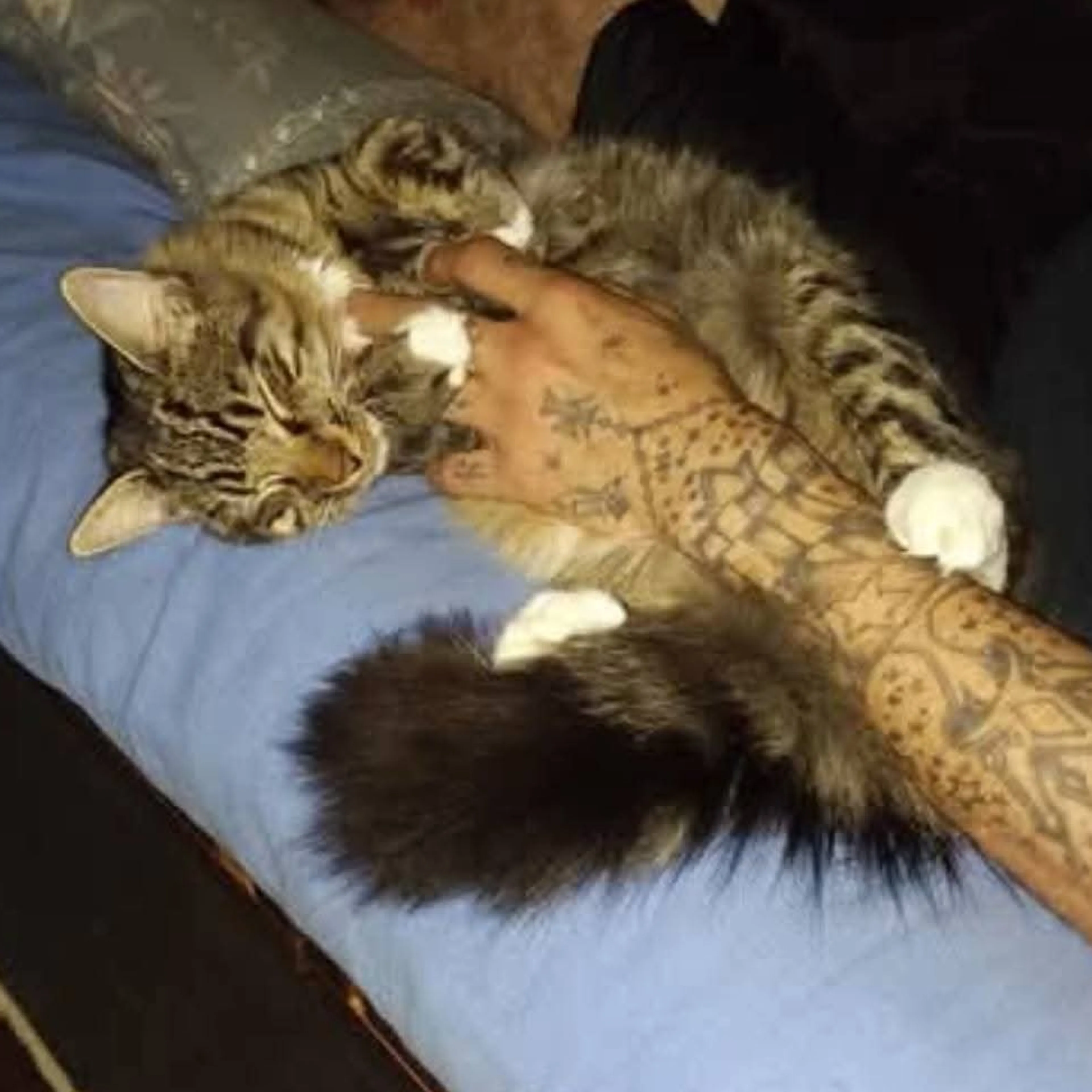 Lost pet-1