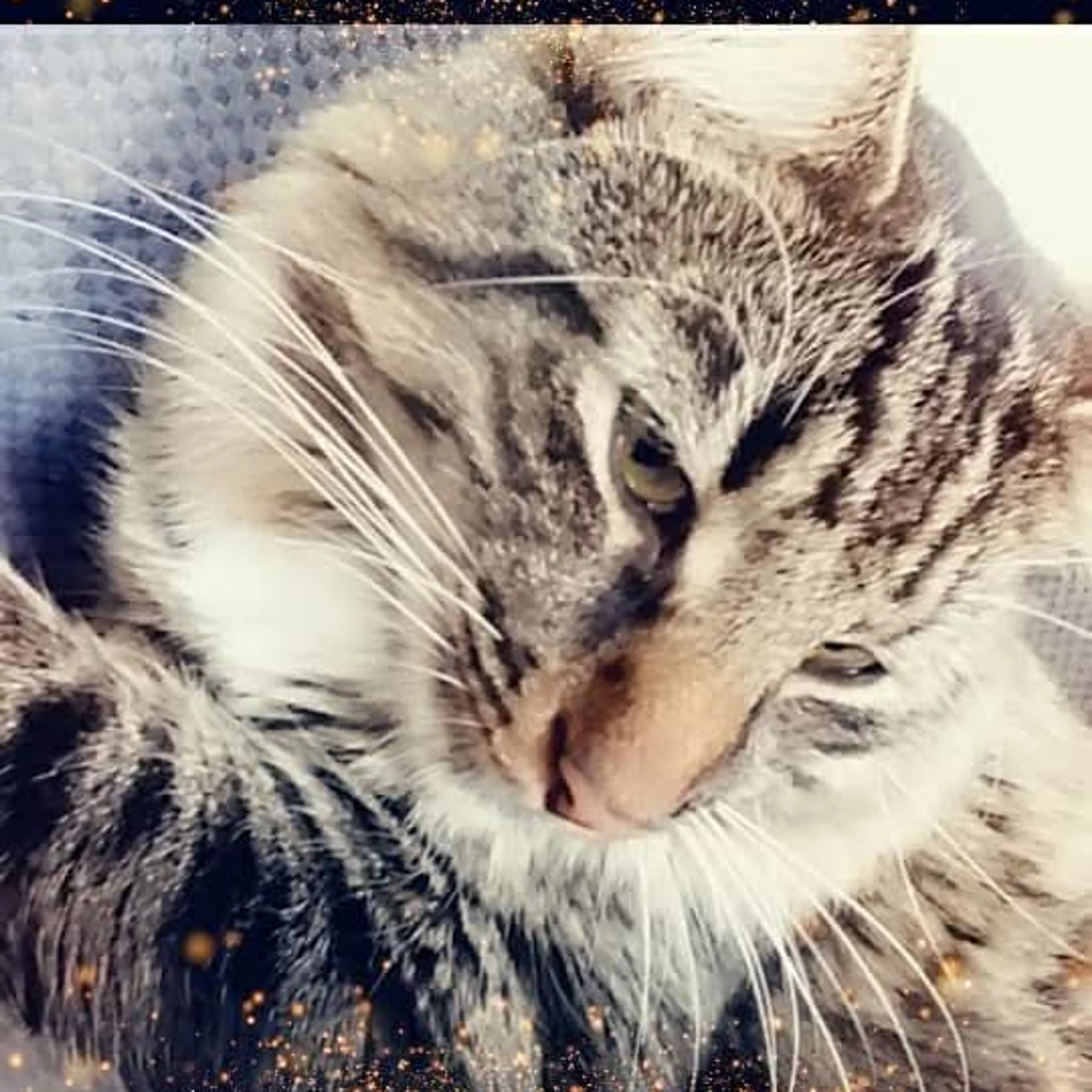 Lost pet-2