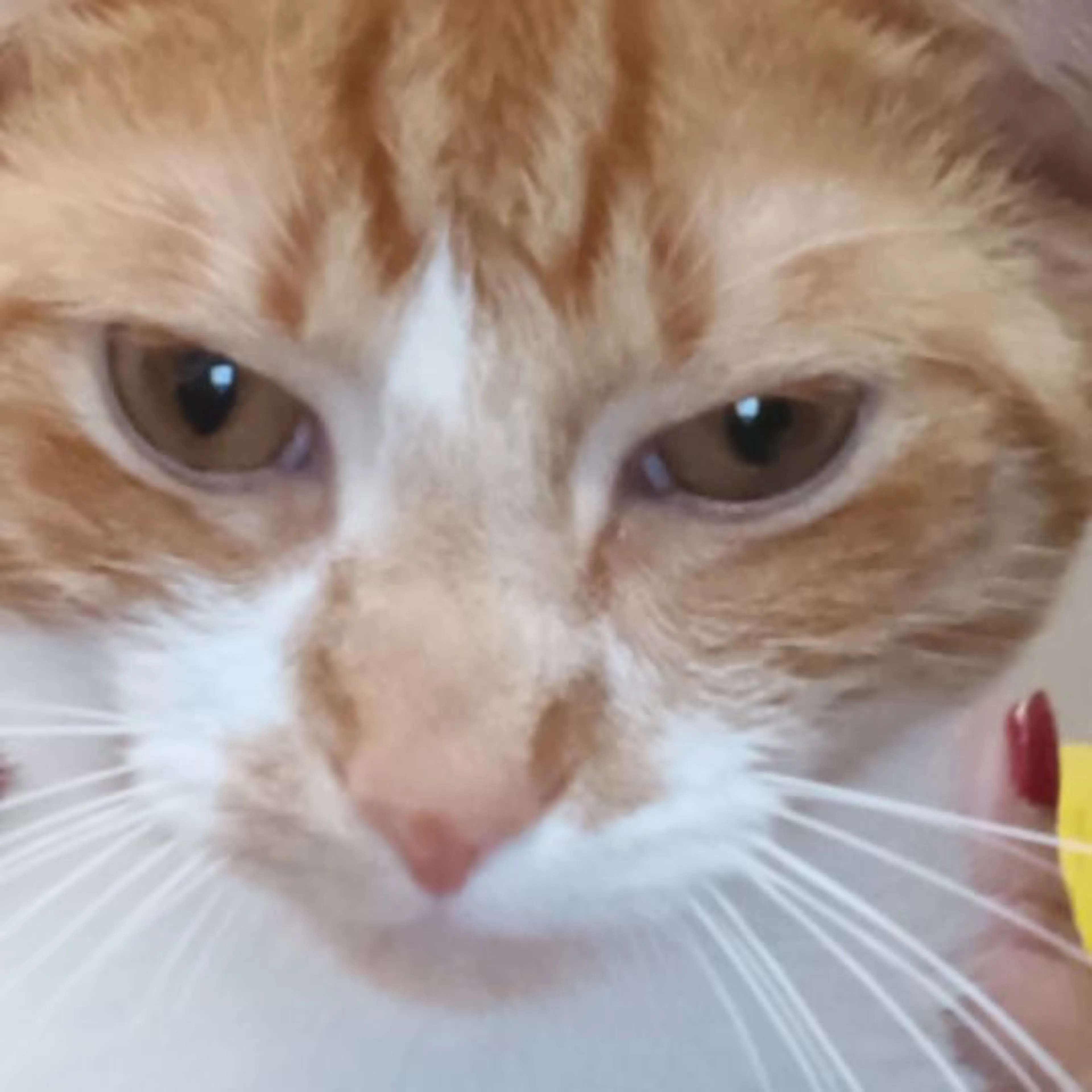 Lost pet