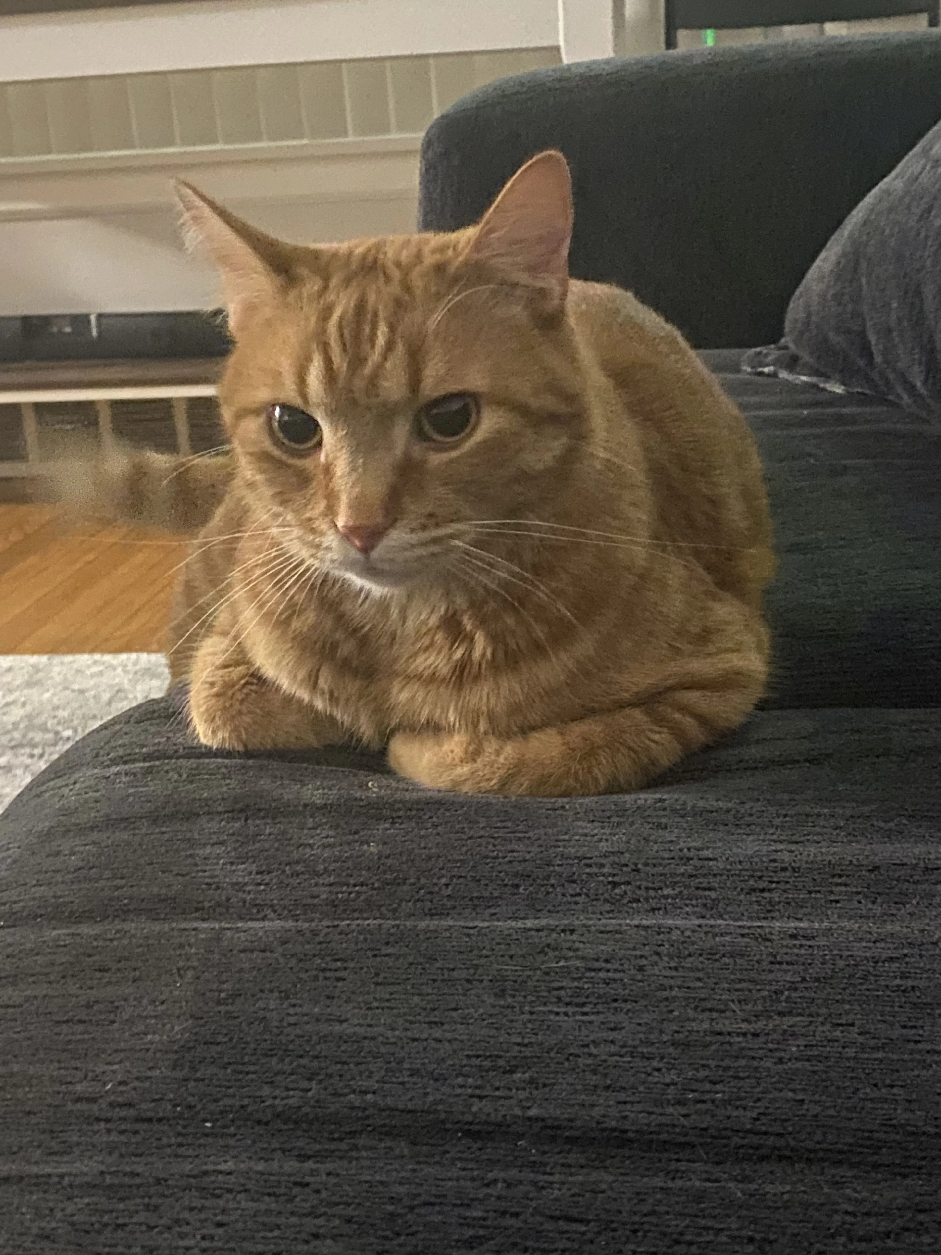 Lost pet-0