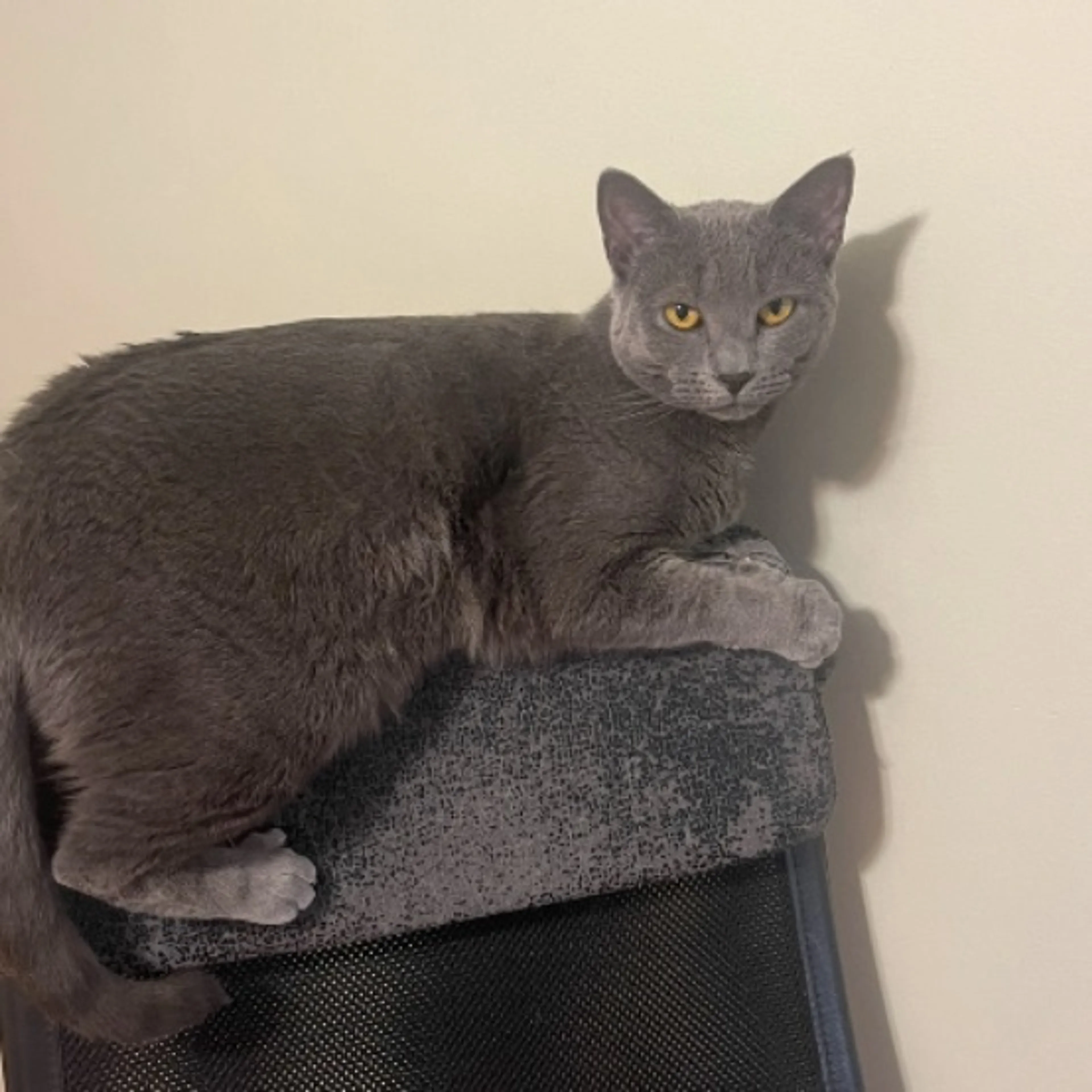 Lost pet