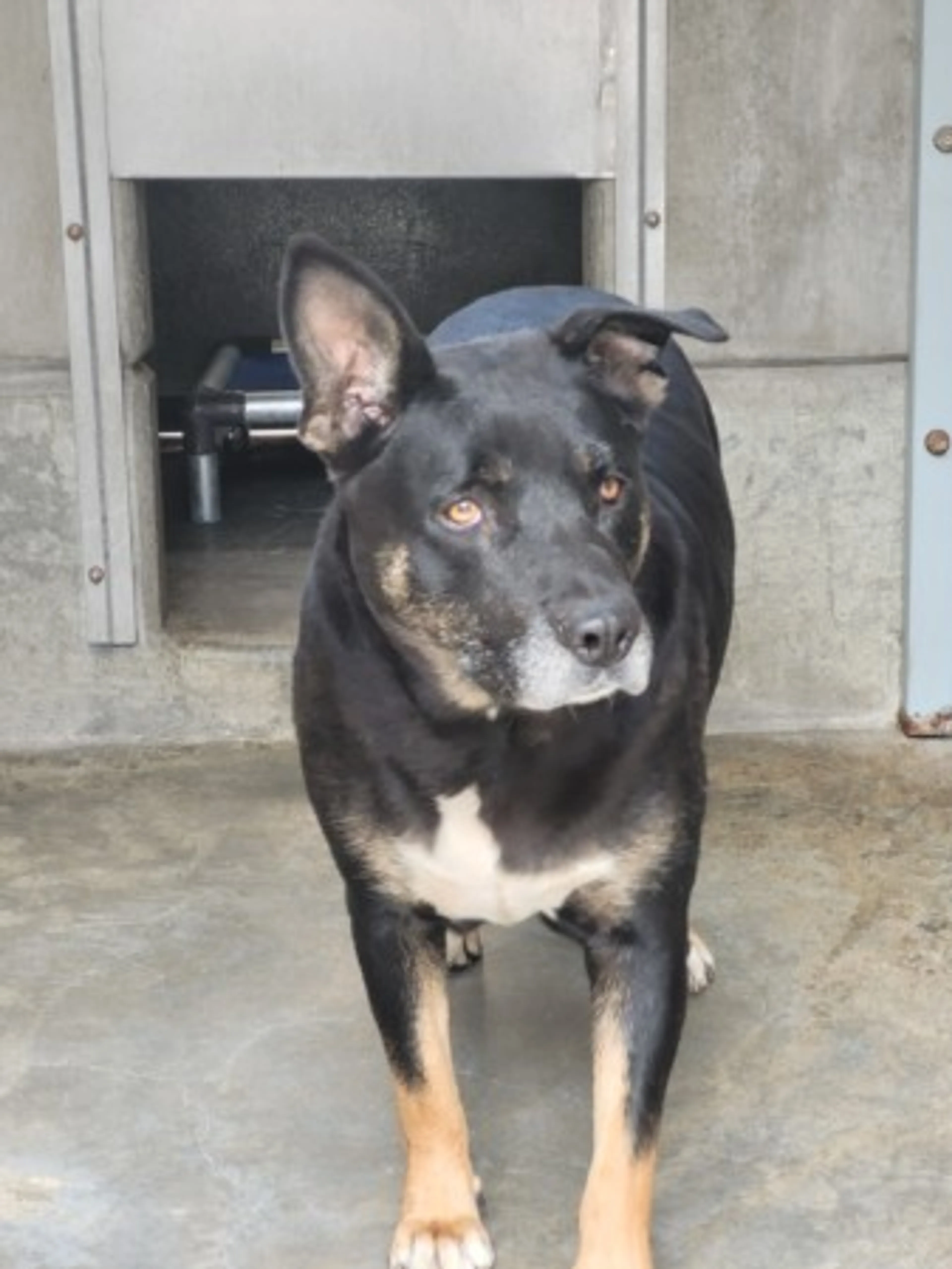 Found pet