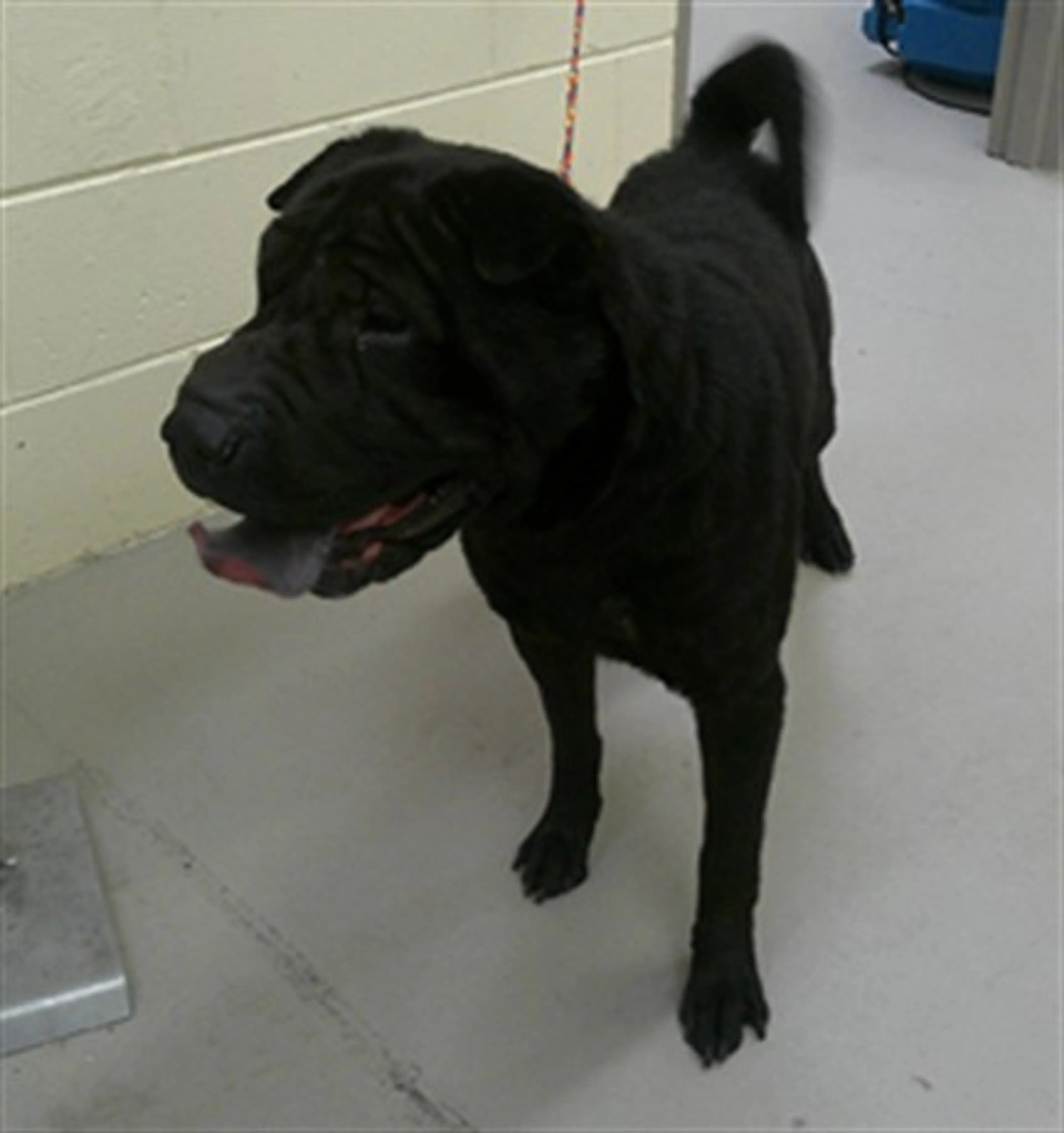 Found pet