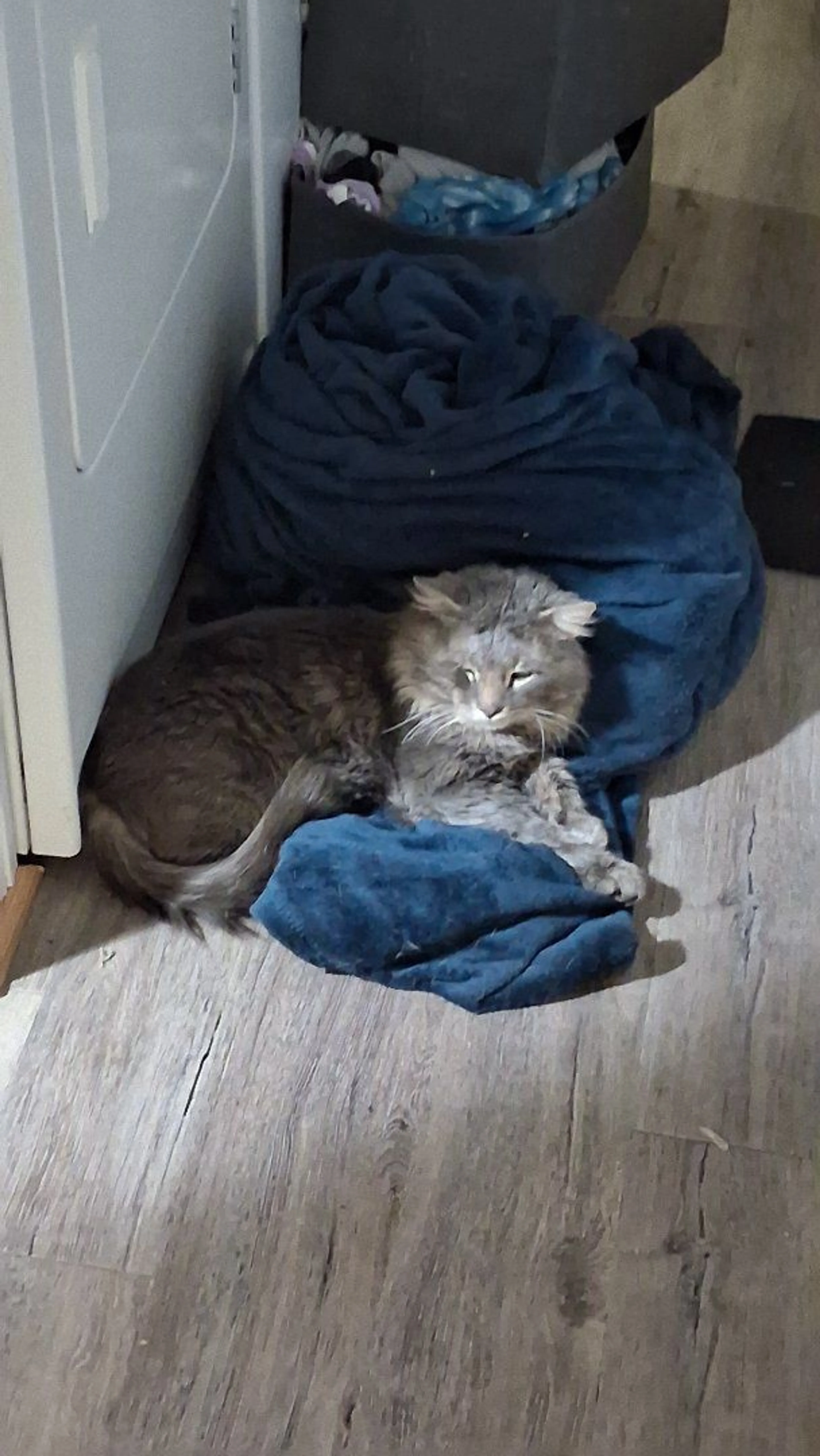 Lost pet