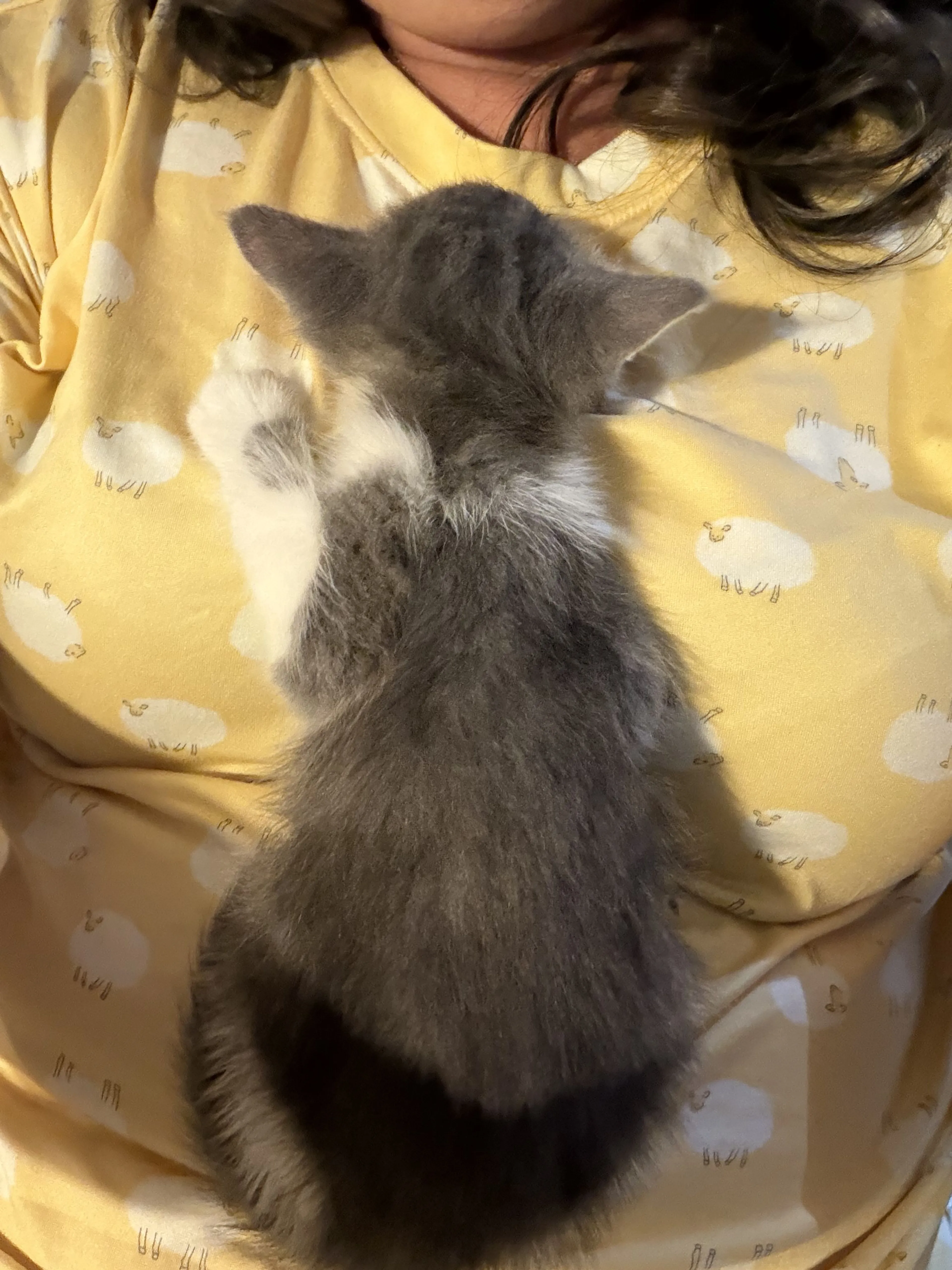 Lost pet-1