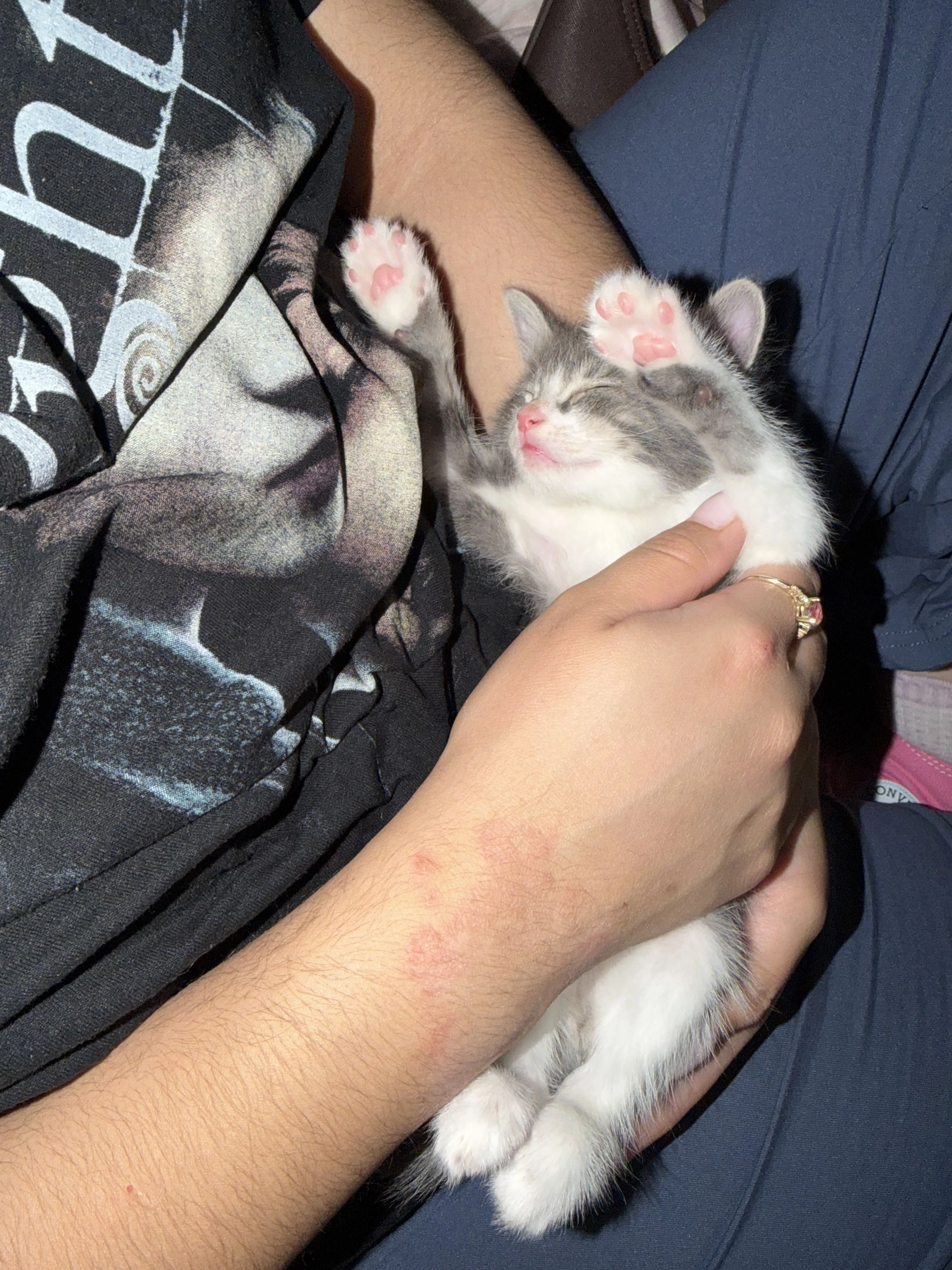 Lost pet-2