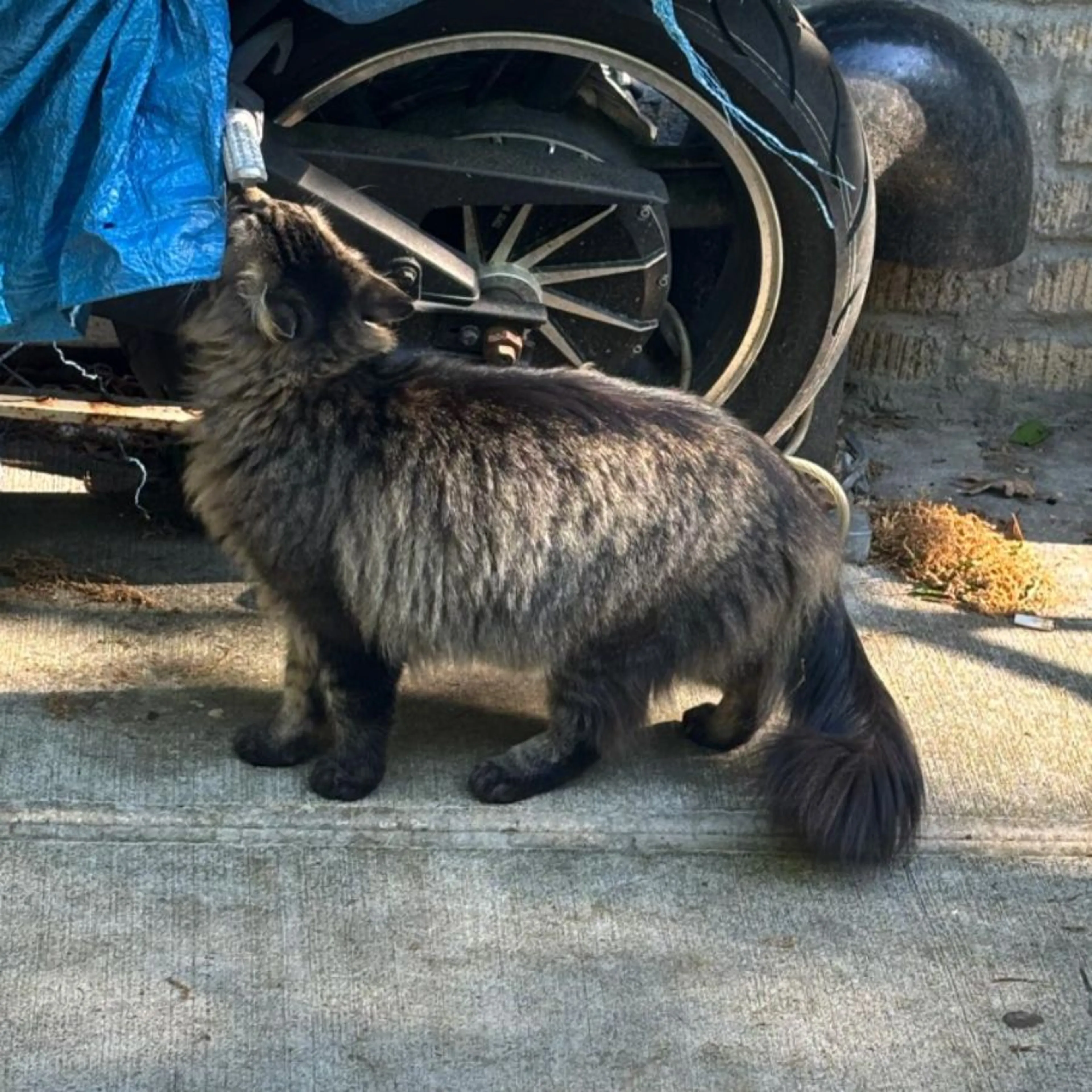 Found pet