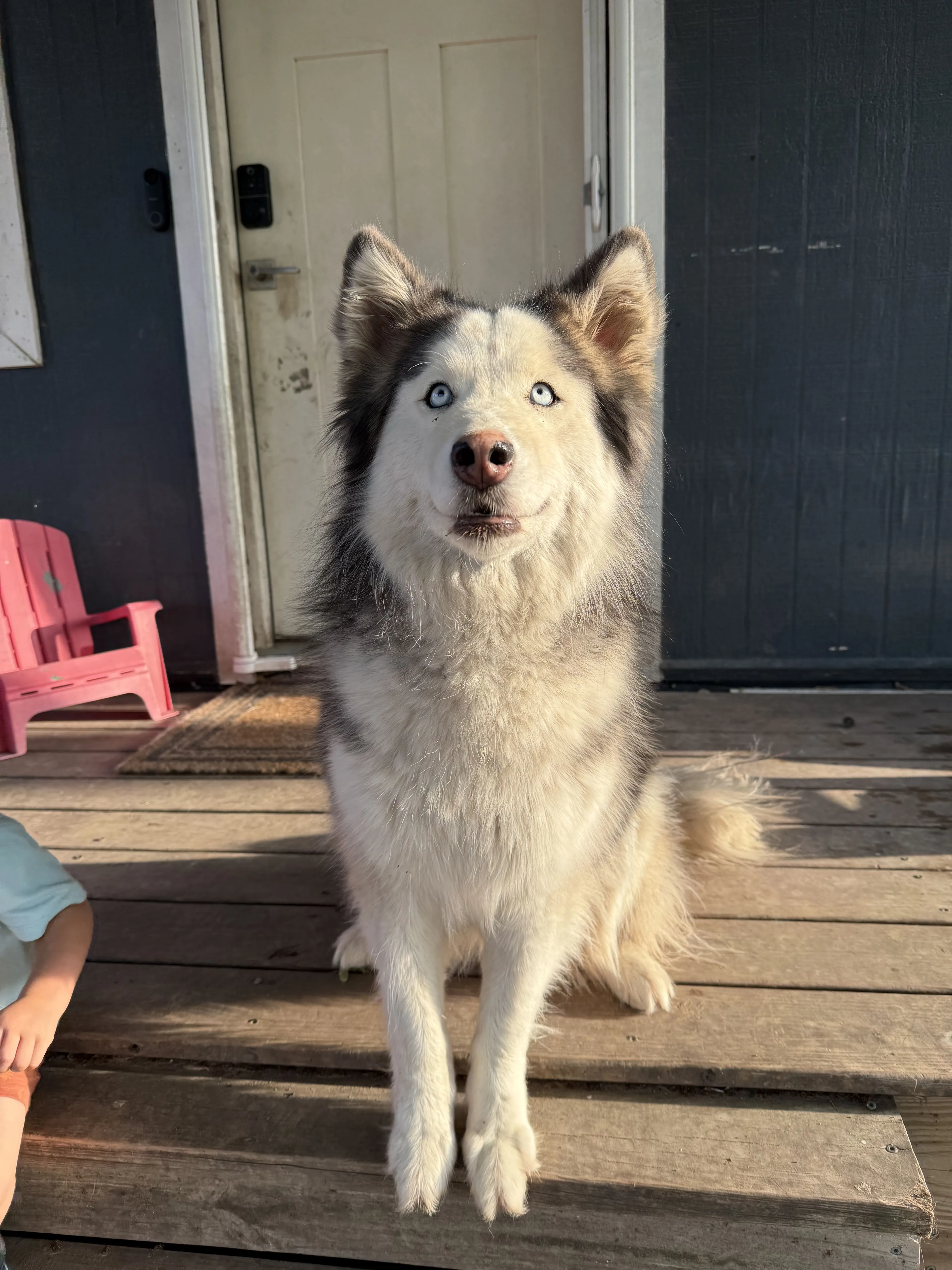 Lost pet