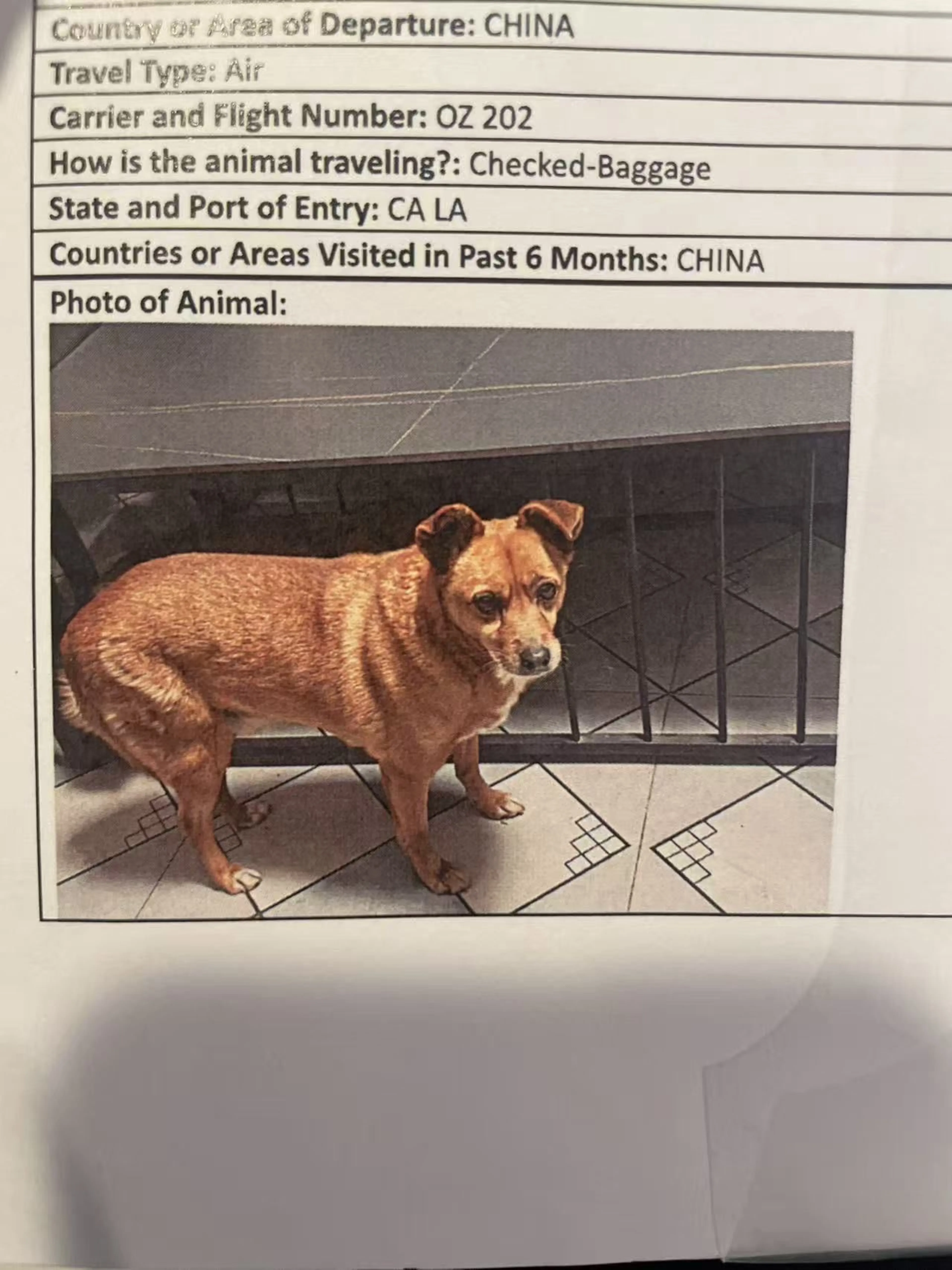 Lost pet-1