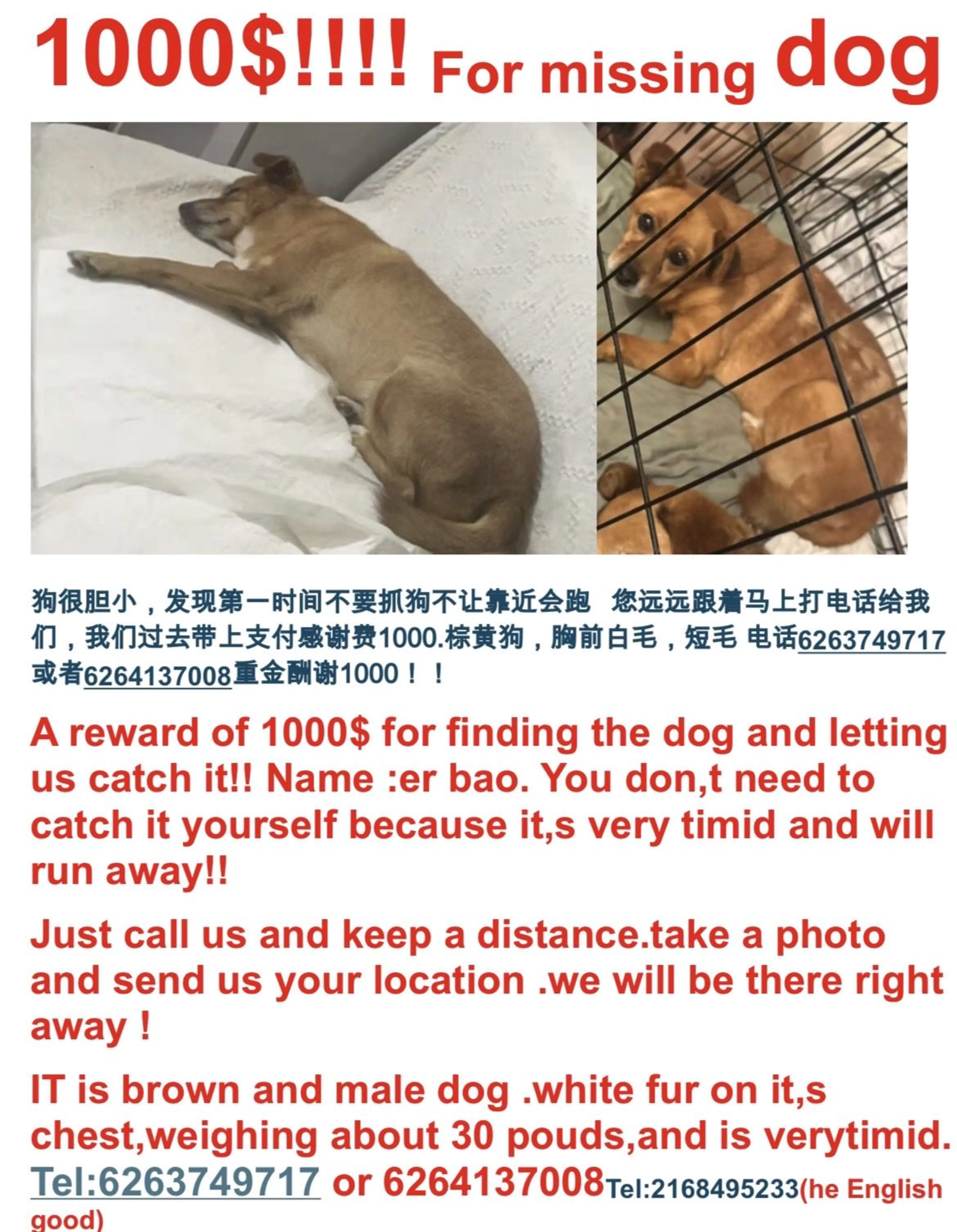 Lost pet-2