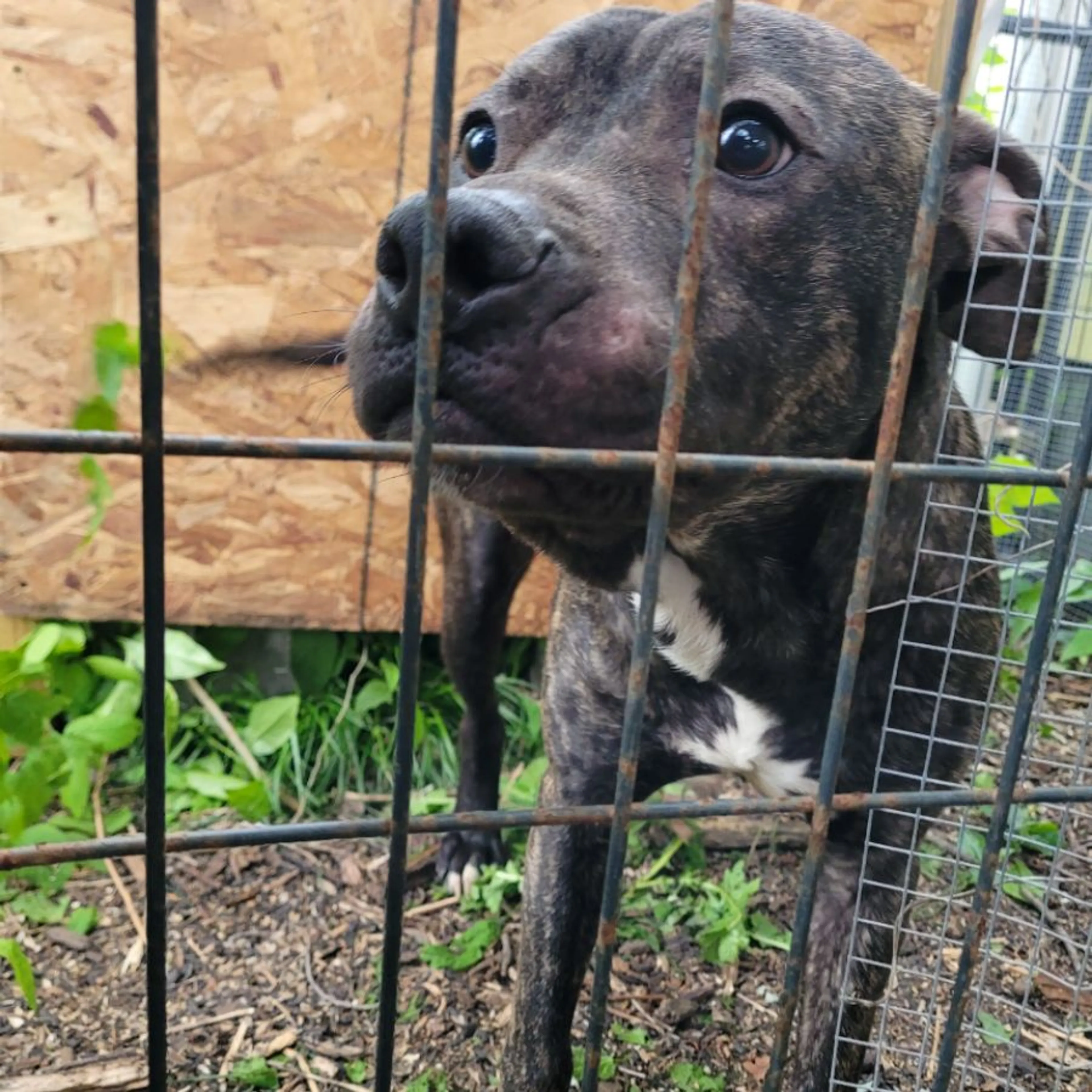 Found pet