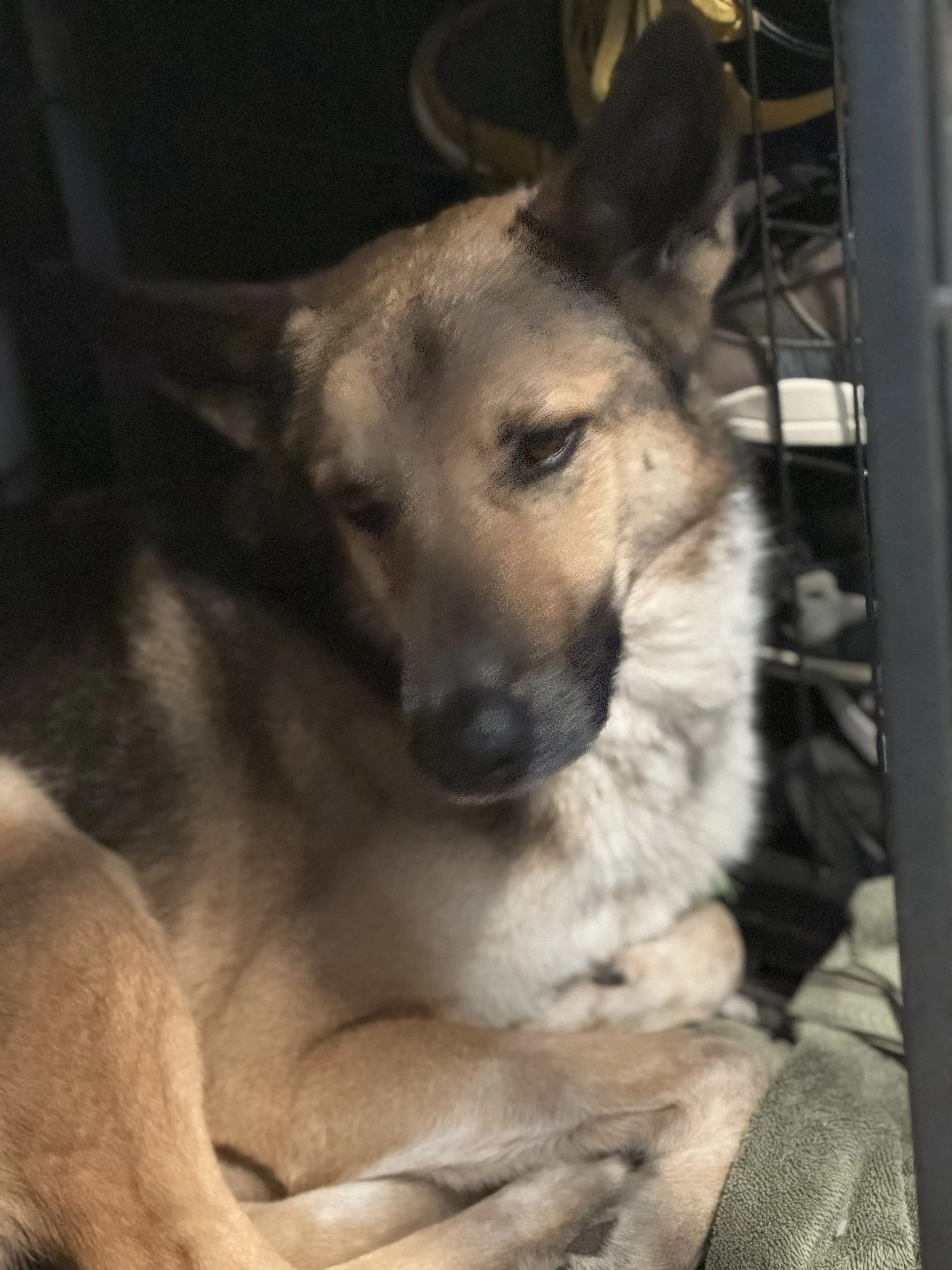 Lost pet