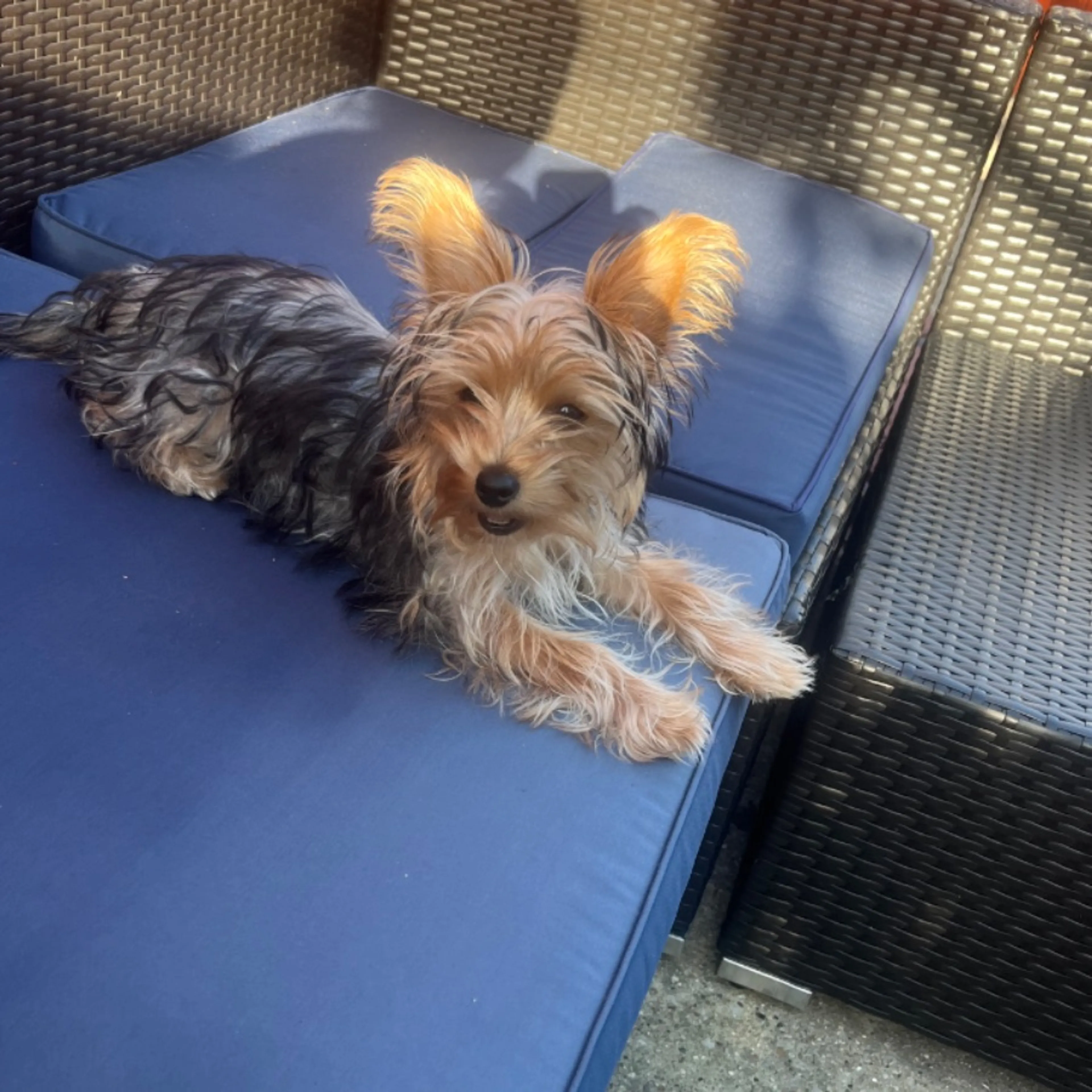 Lost pet