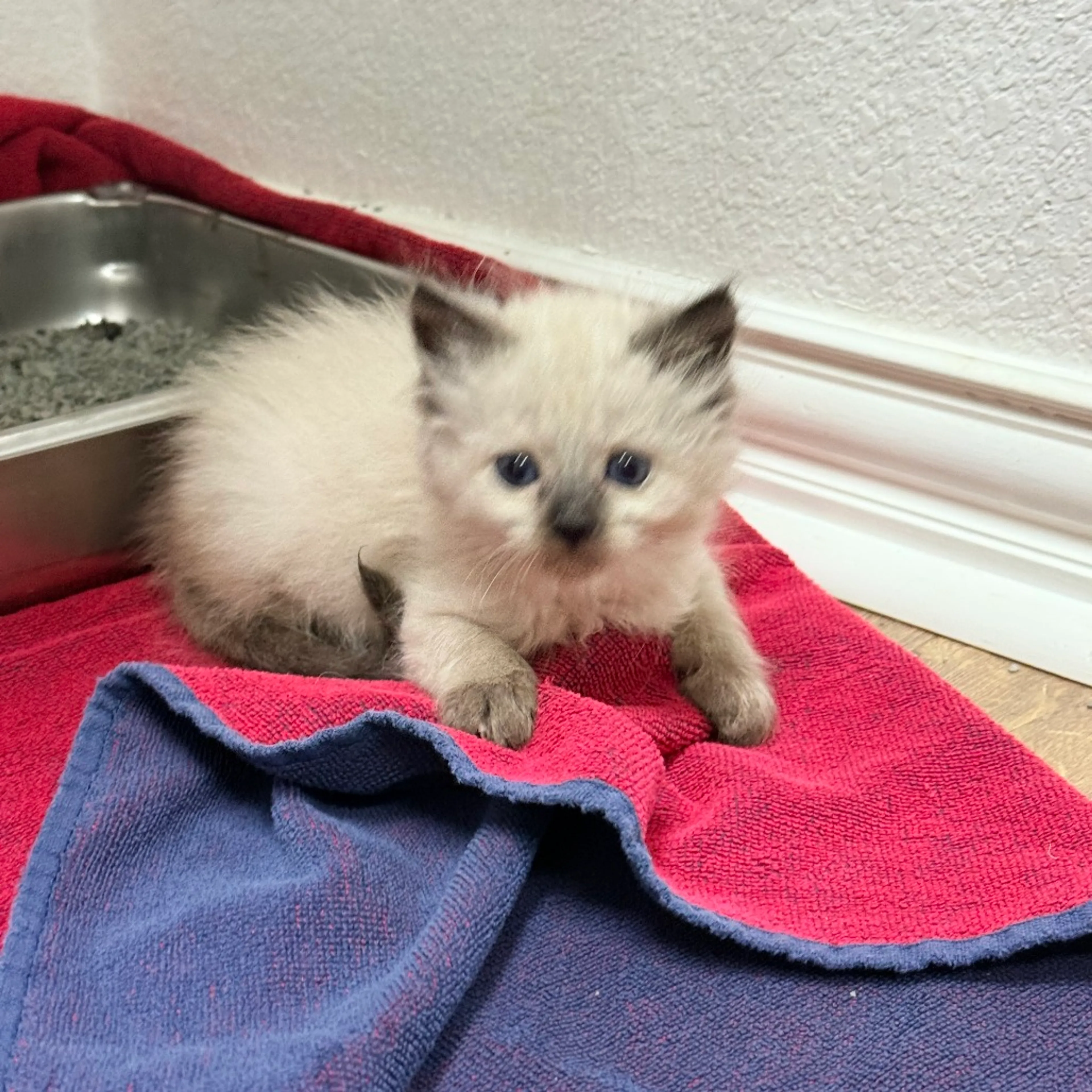 Found pet