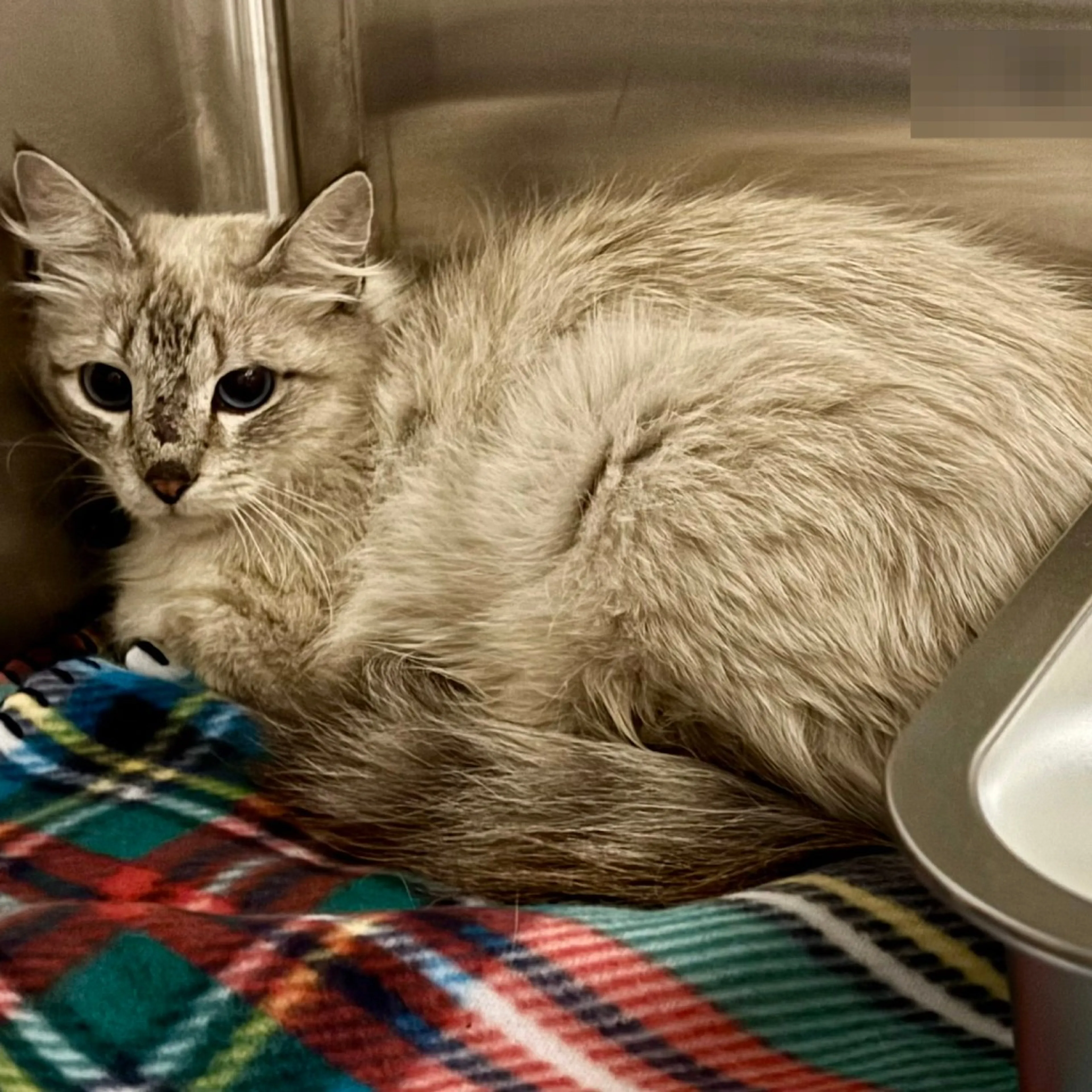 Found pet