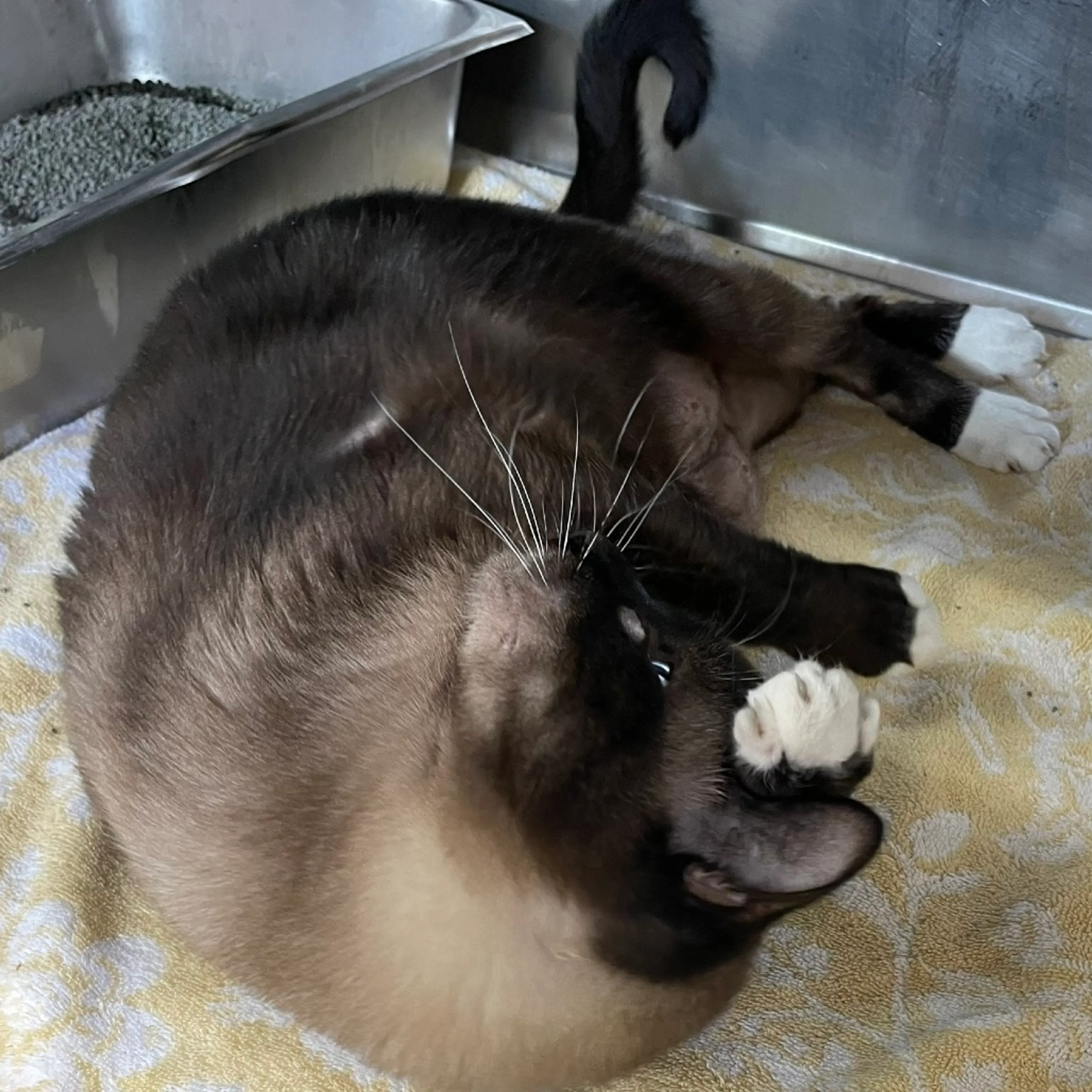 Found pet-8