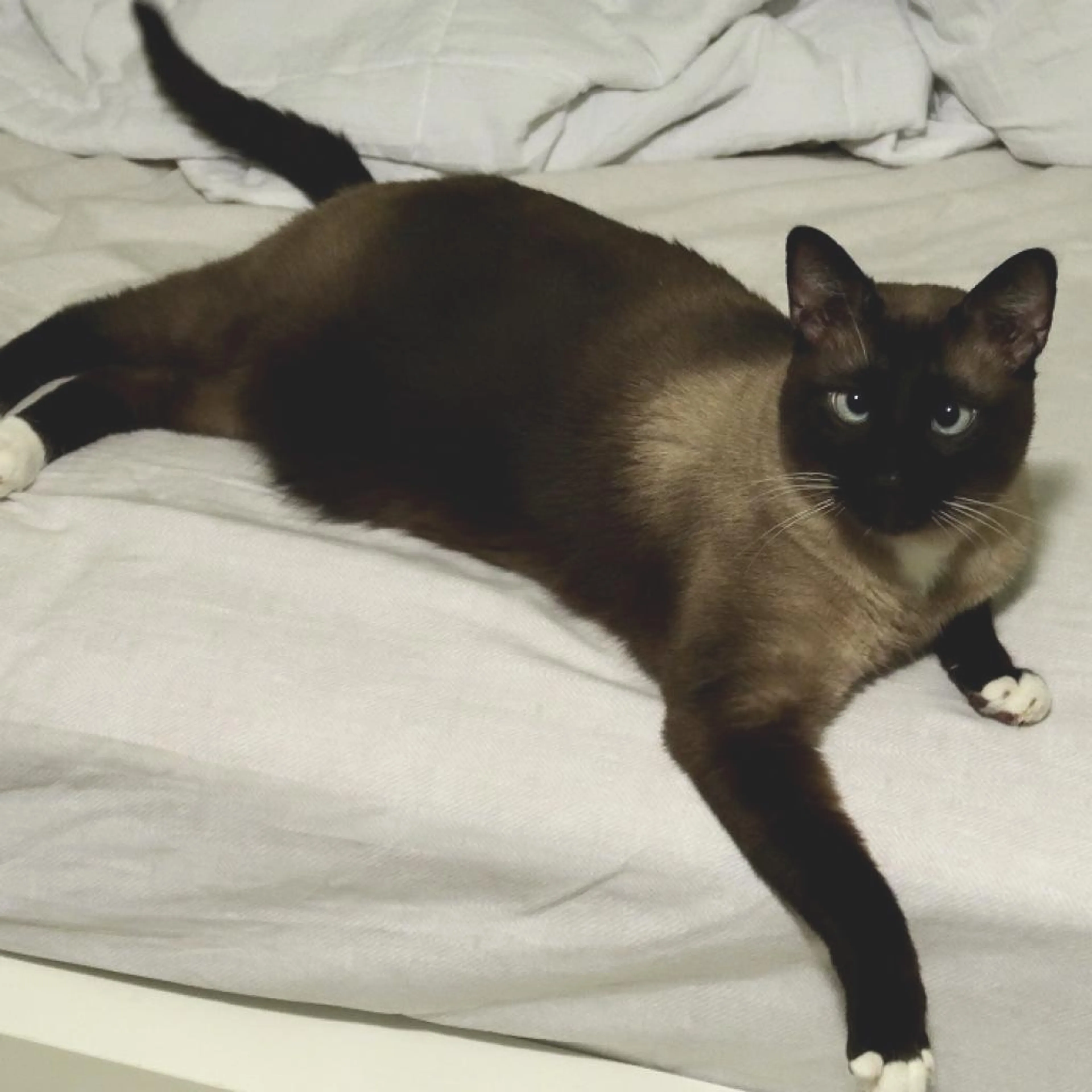 Found pet-4