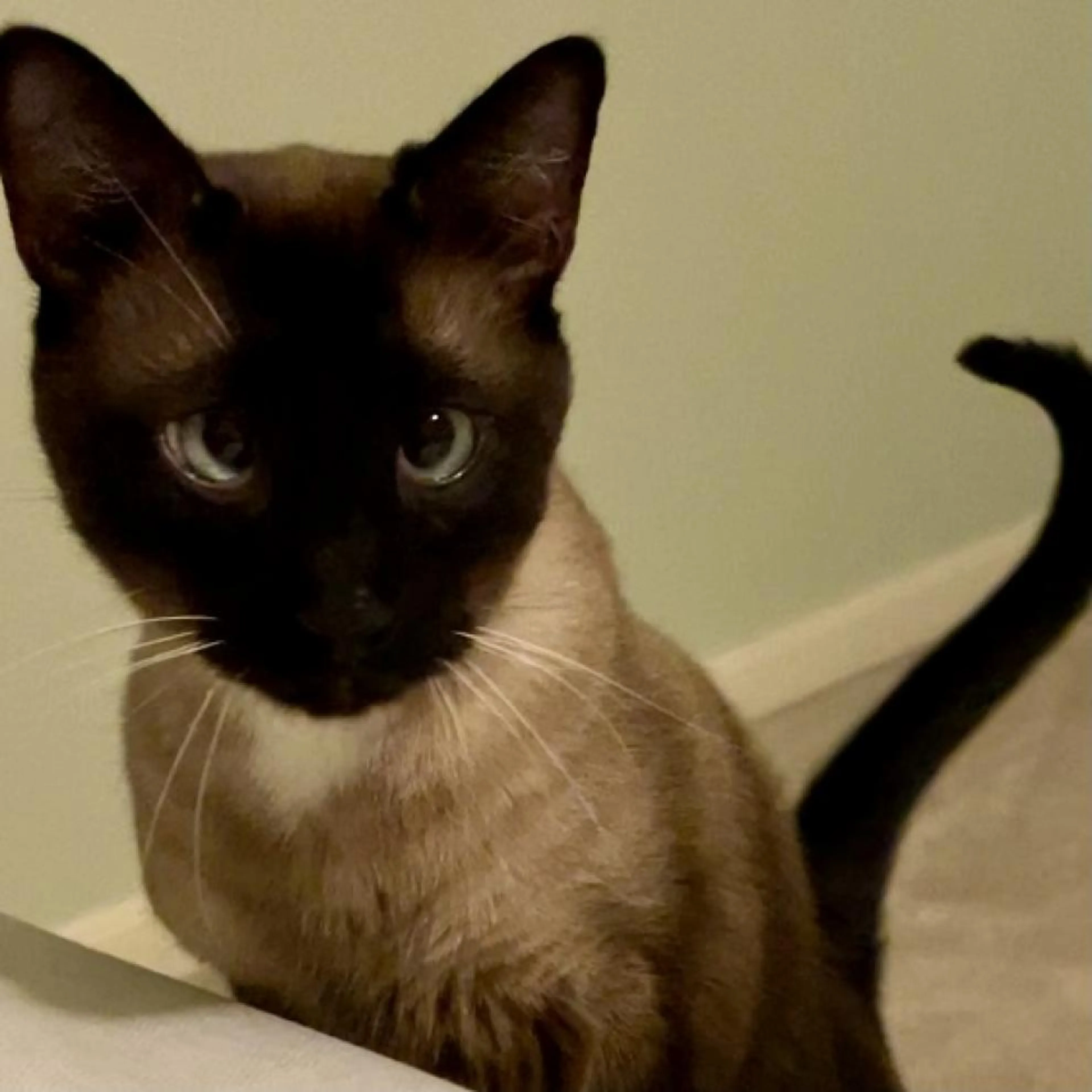 Found pet-2