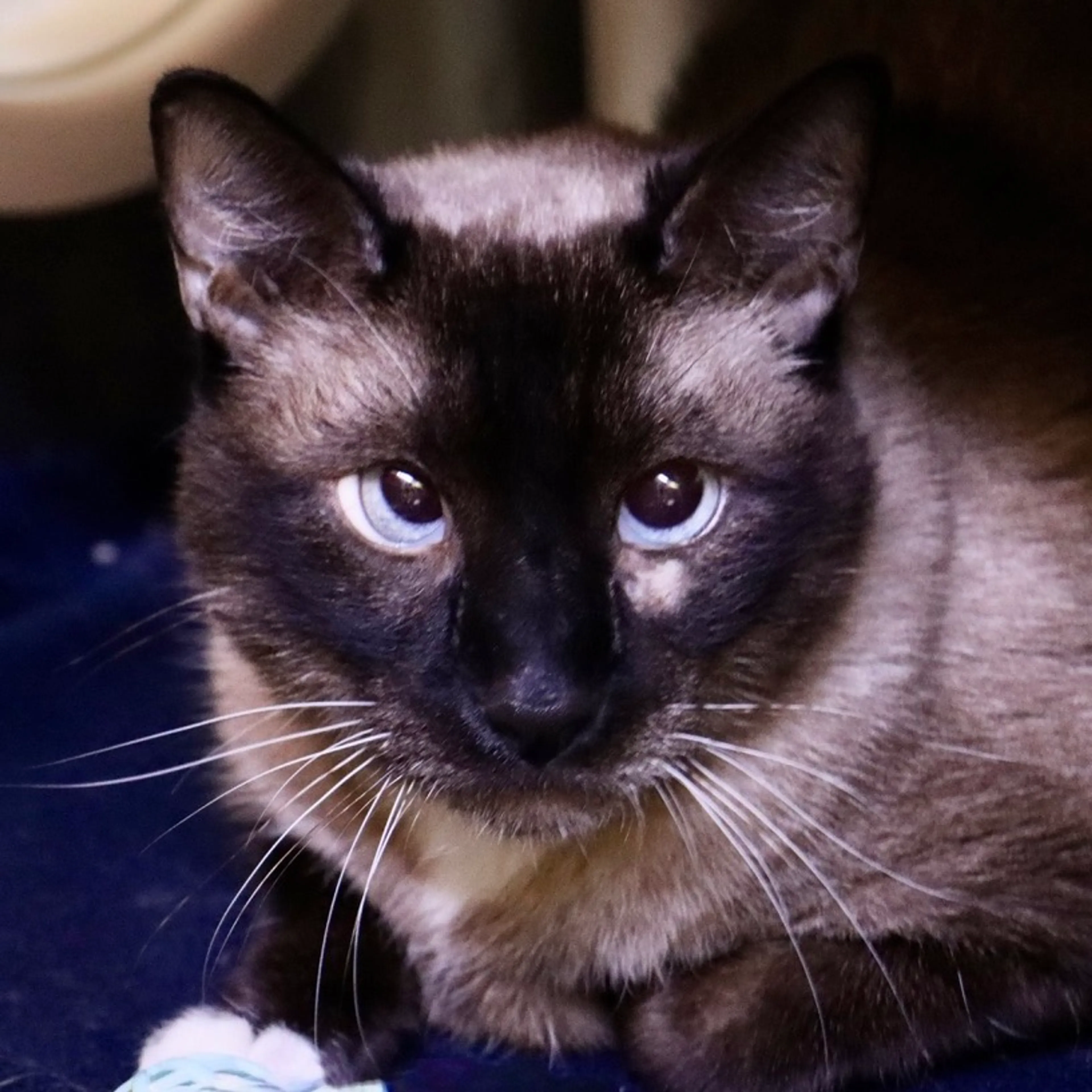 Found pet-5