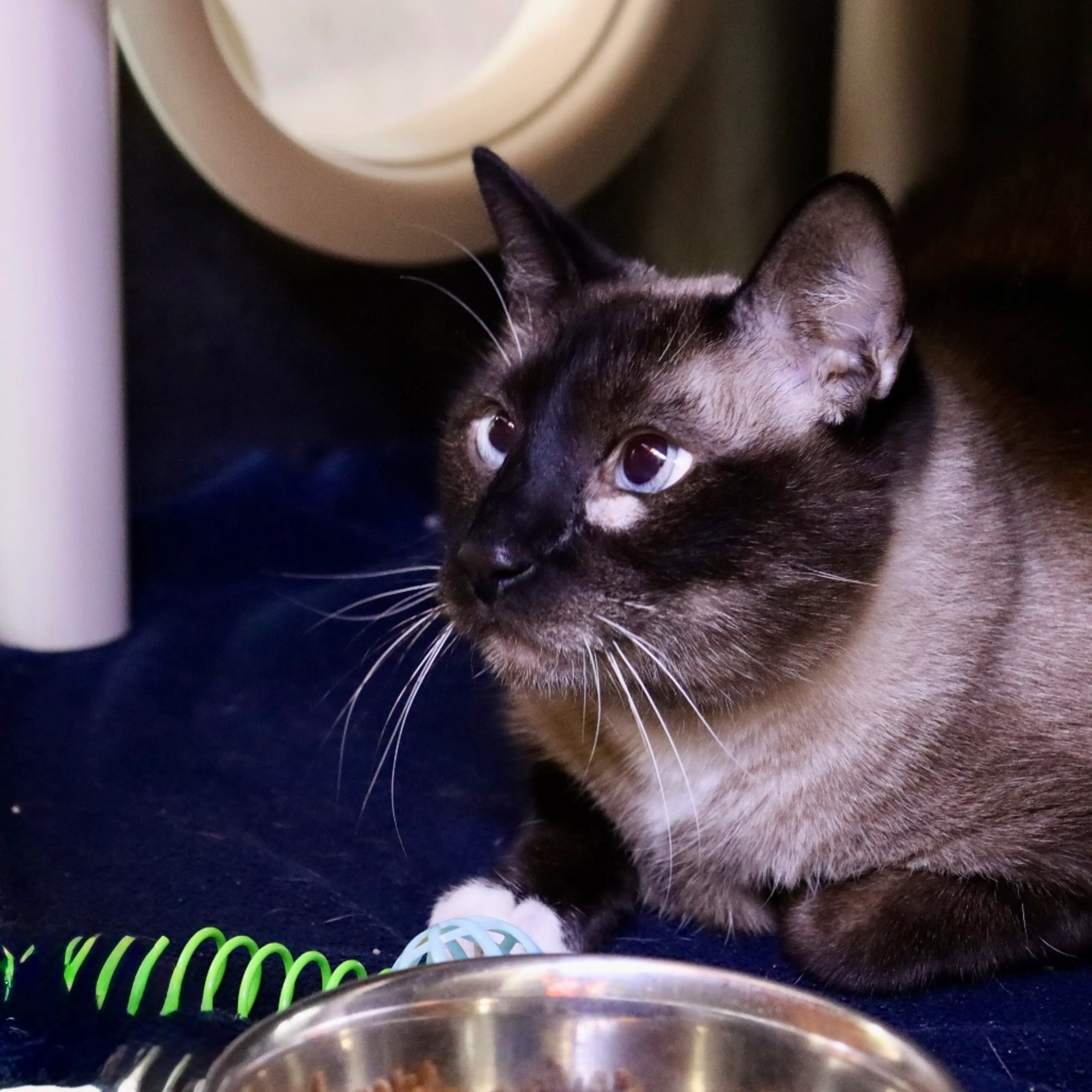 Found pet-6