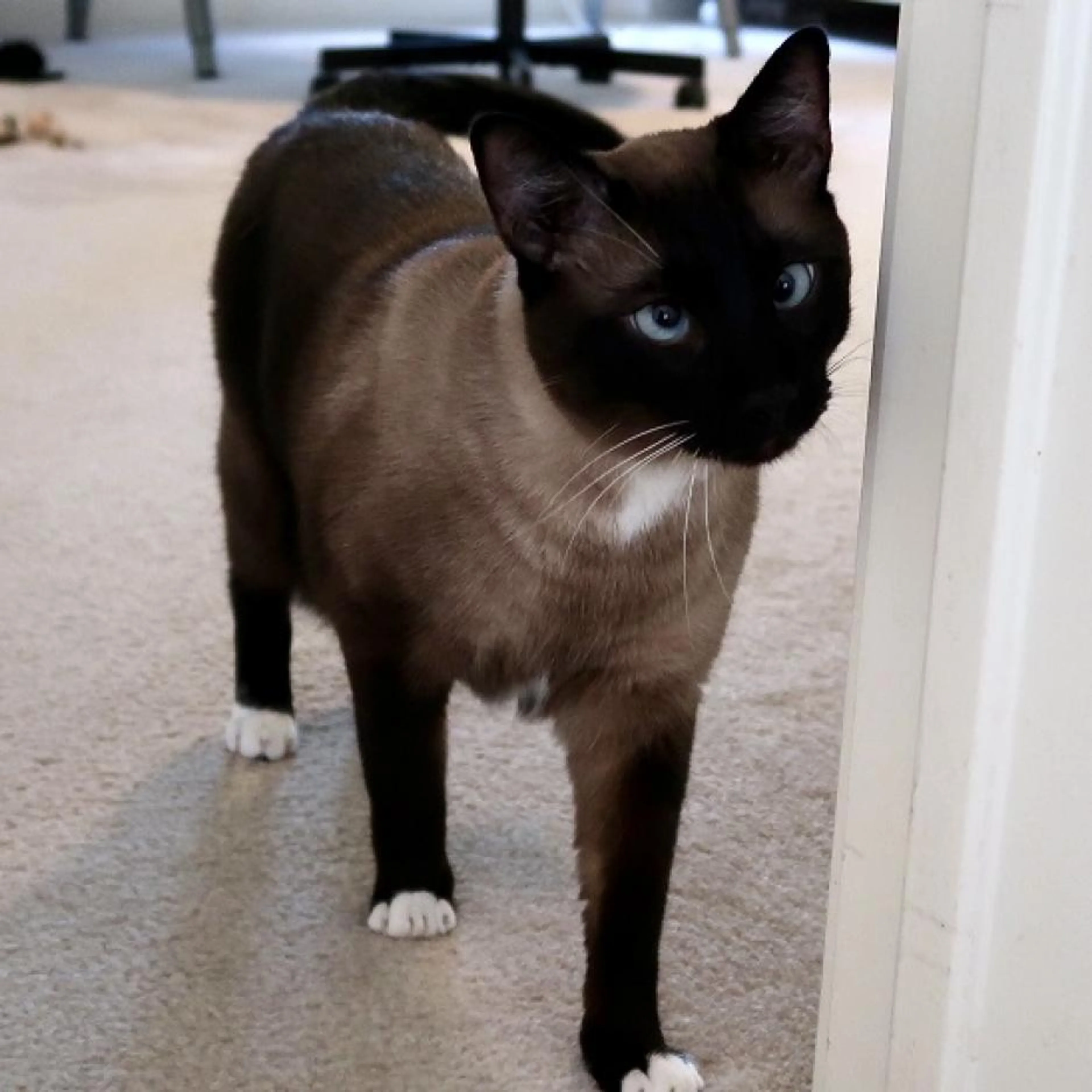 Found pet-1