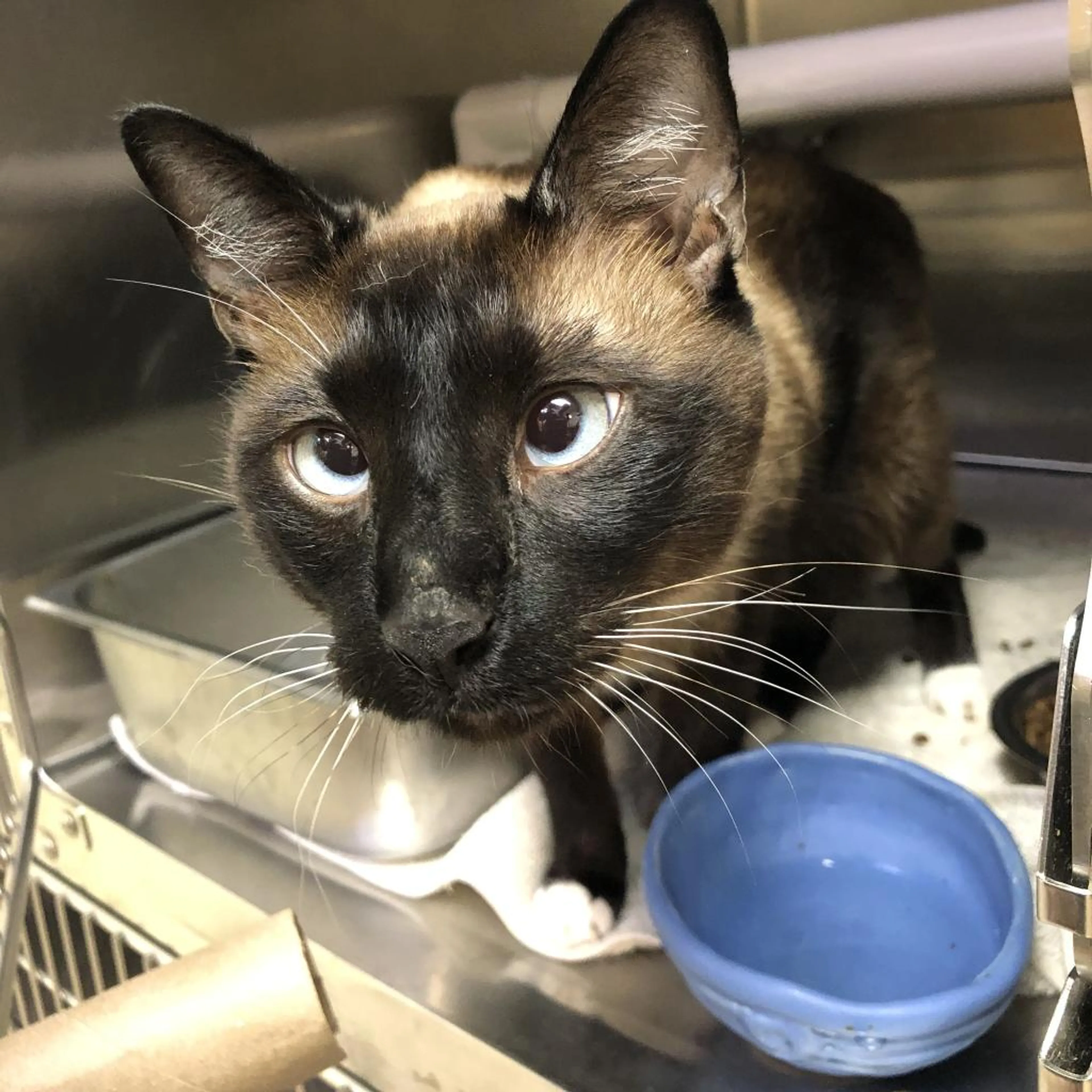 Found pet-3