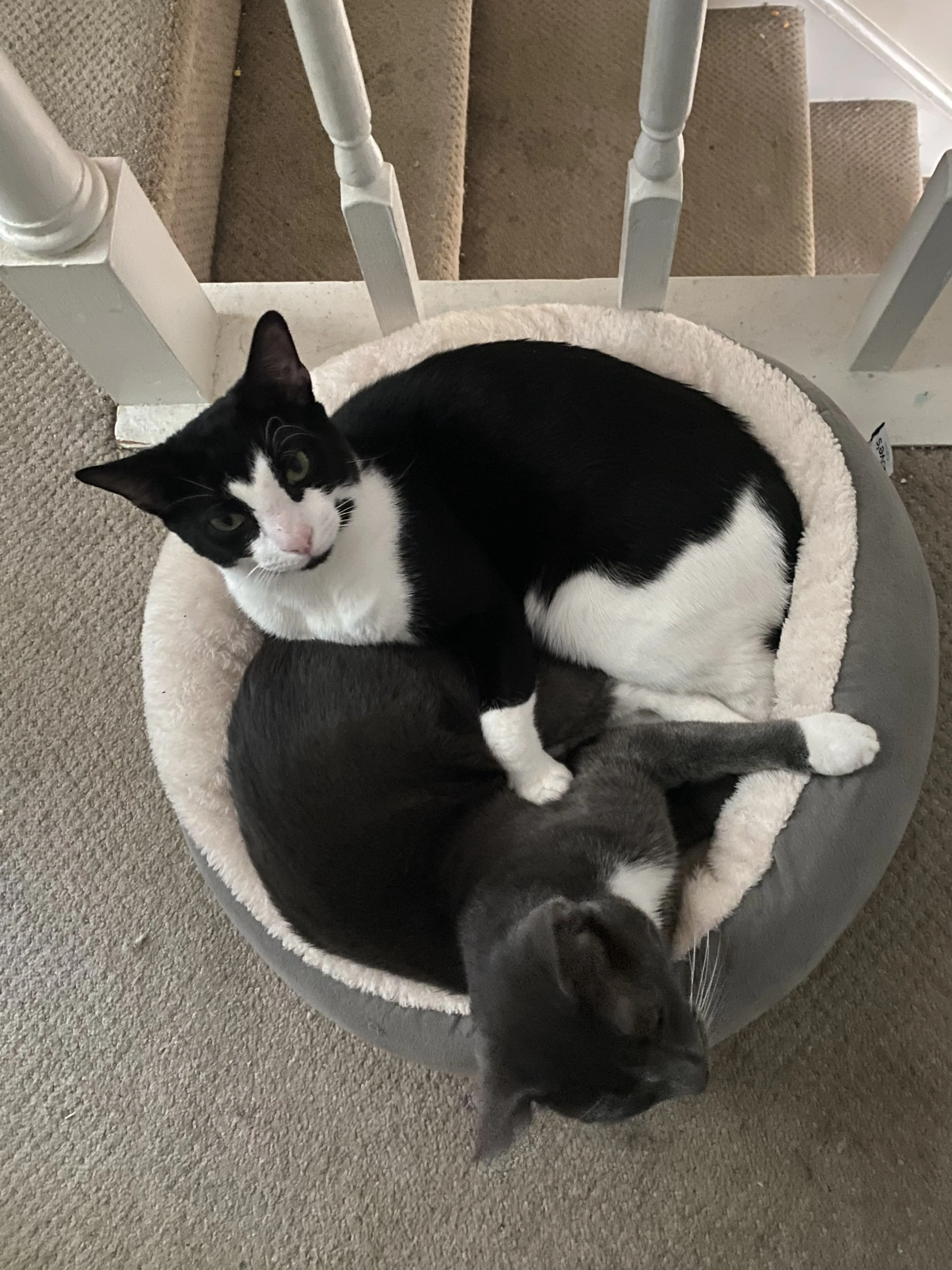 Lost pet-2
