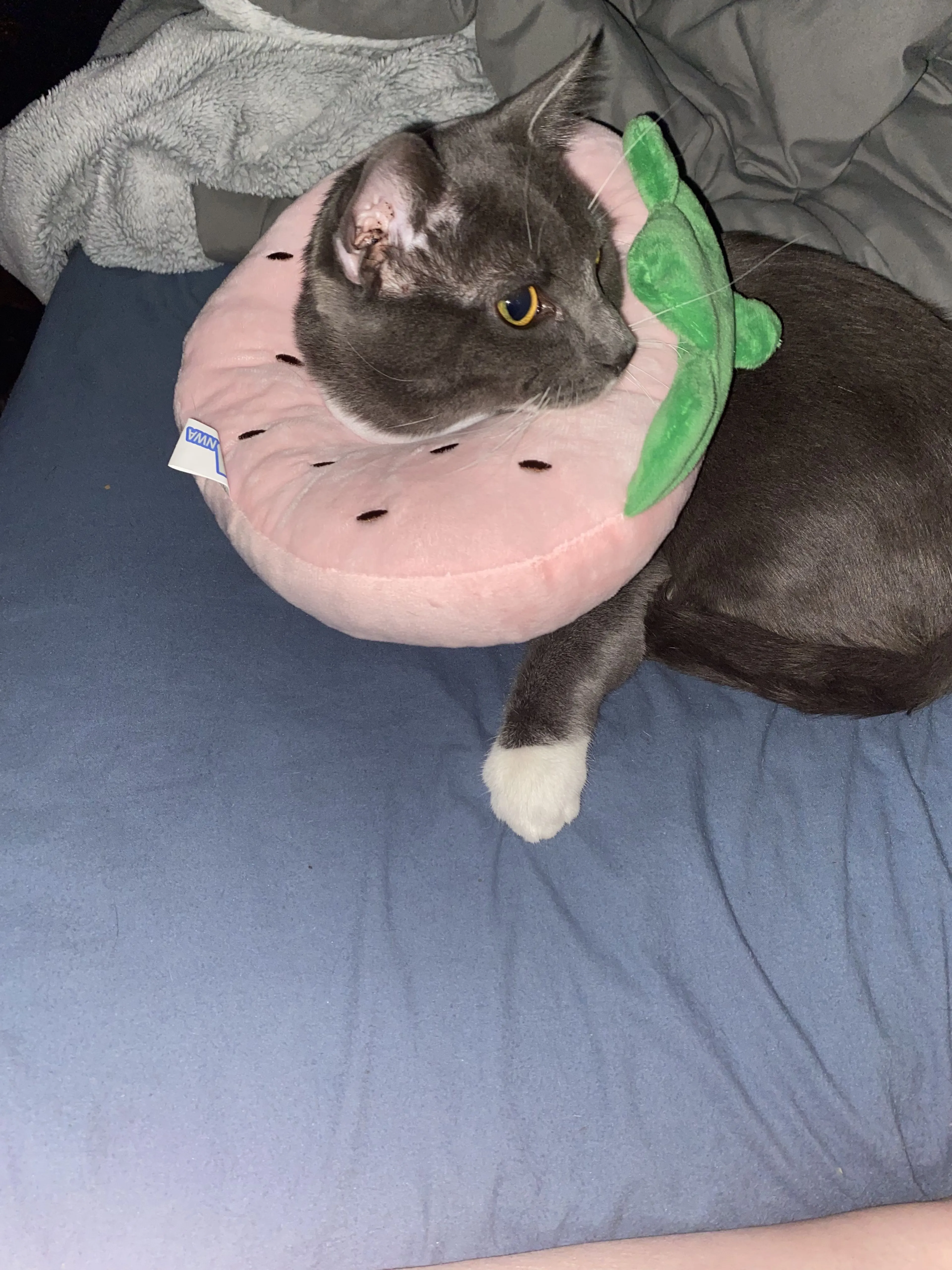 Lost pet-0