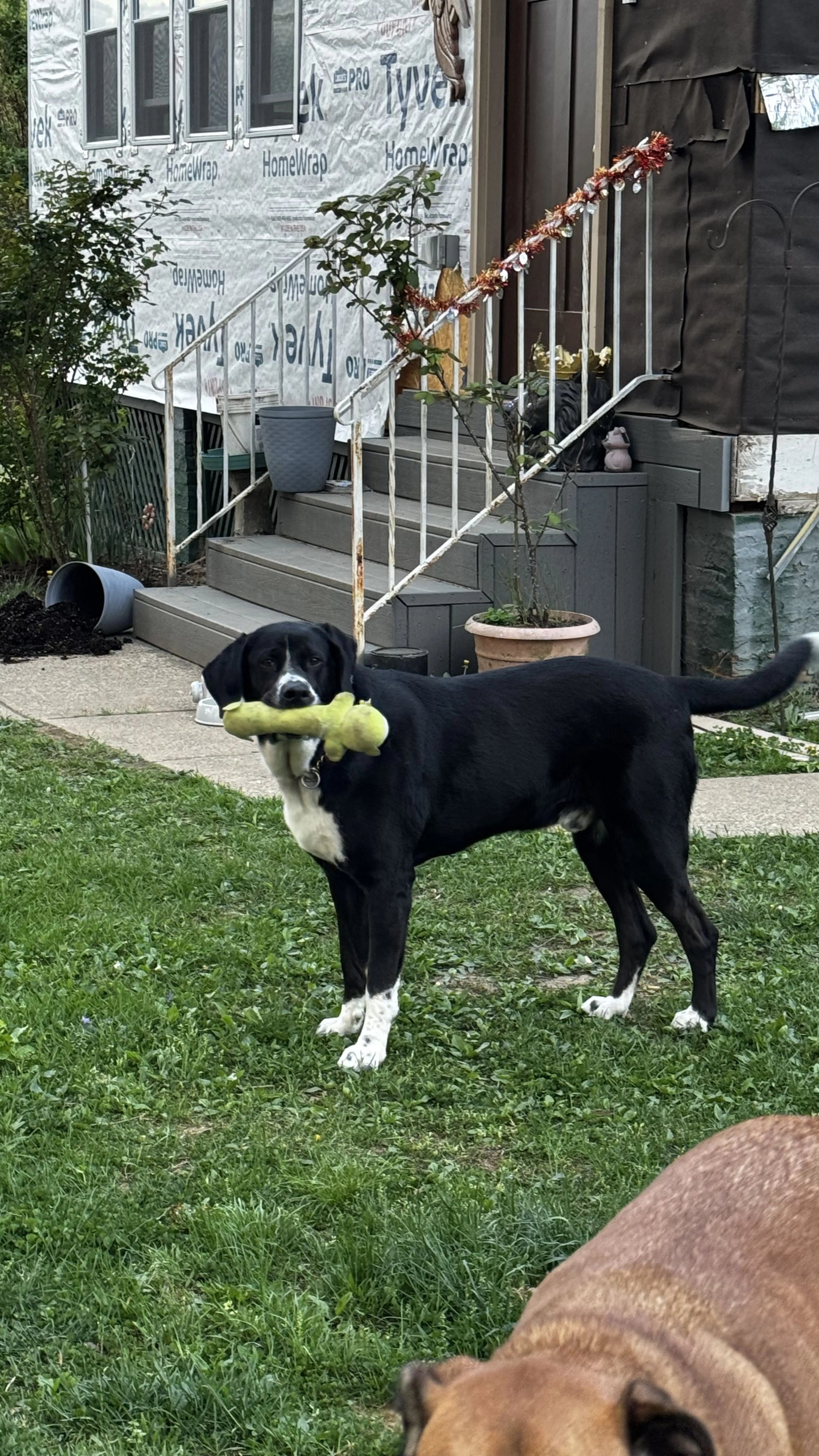 Lost pet-0