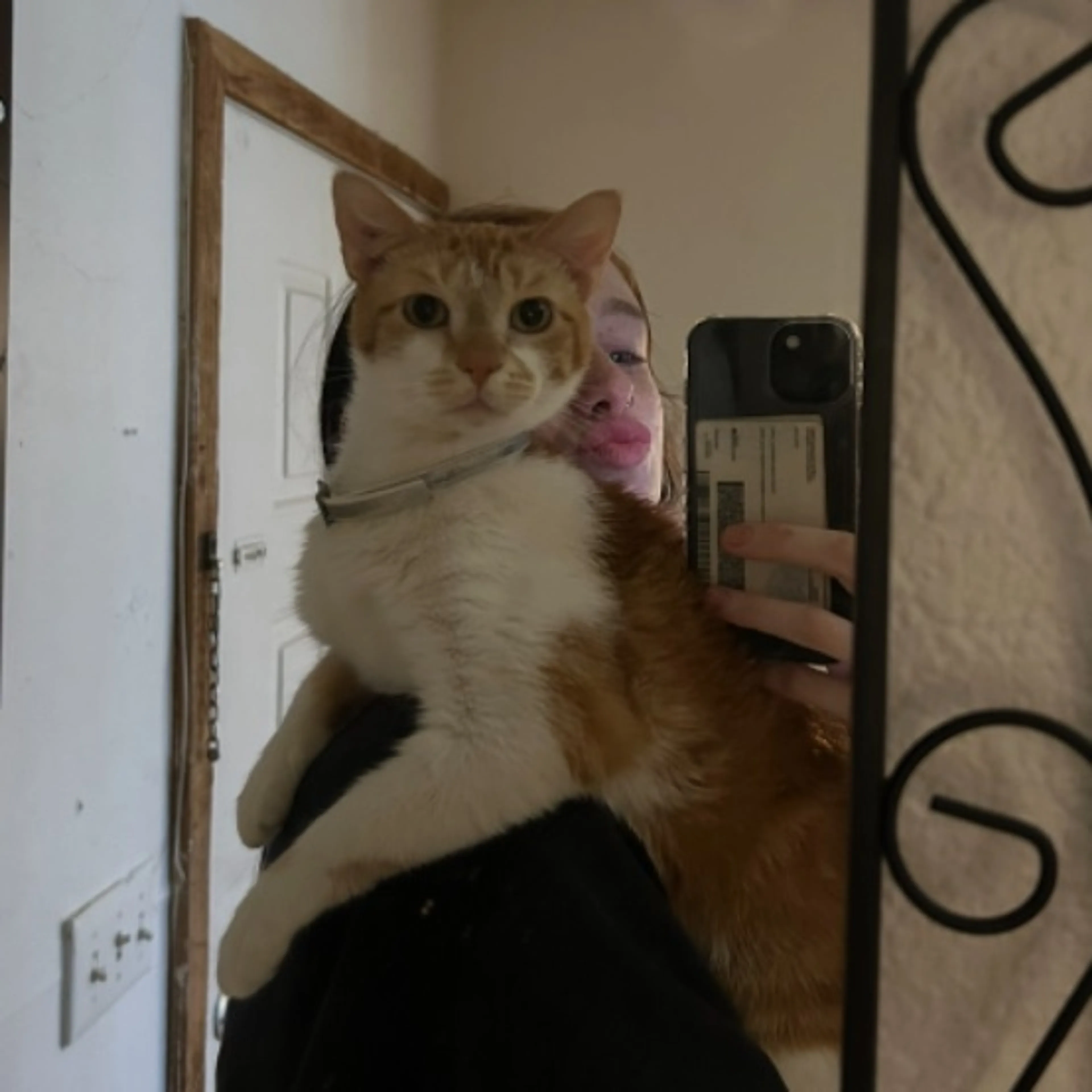 Lost pet