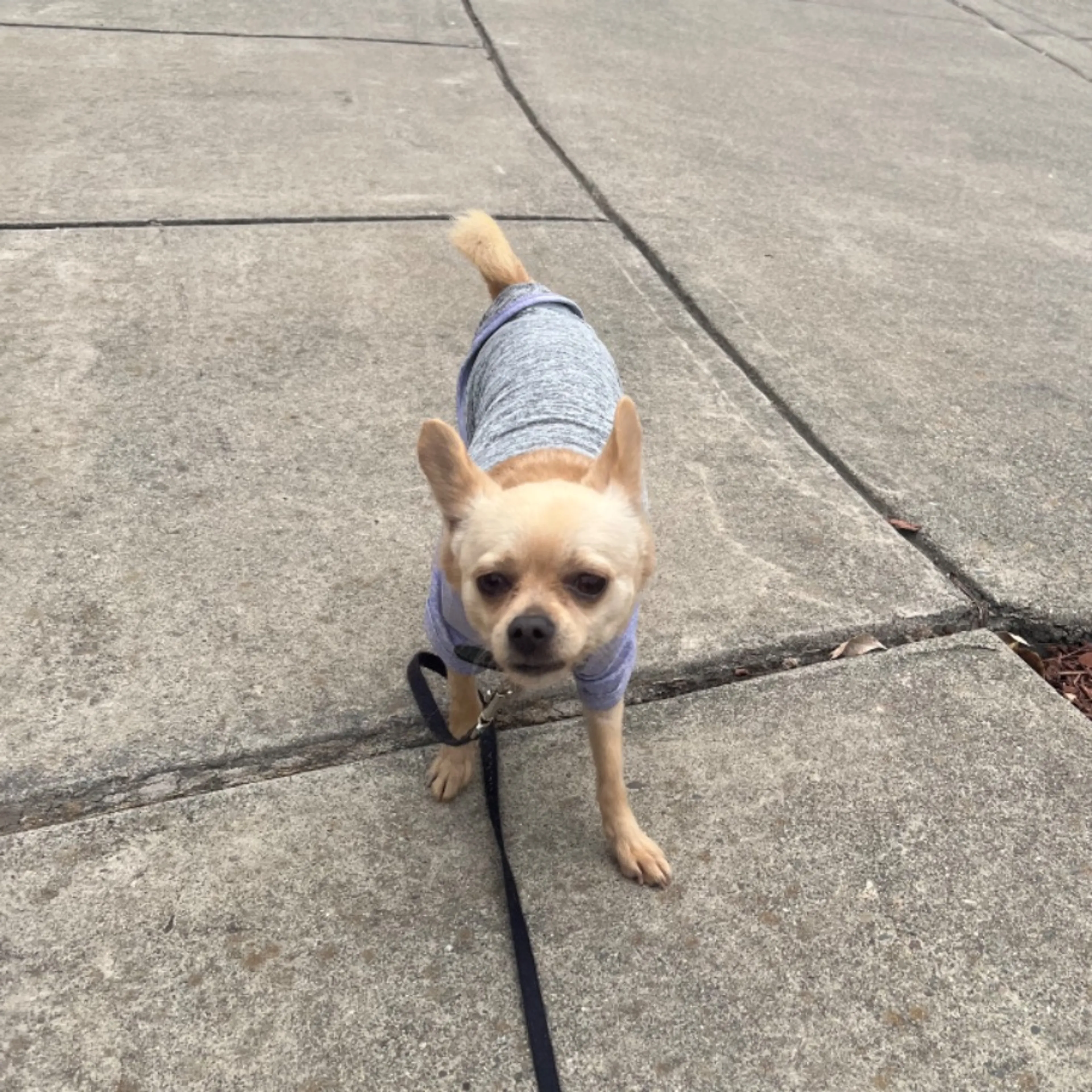 Found pet