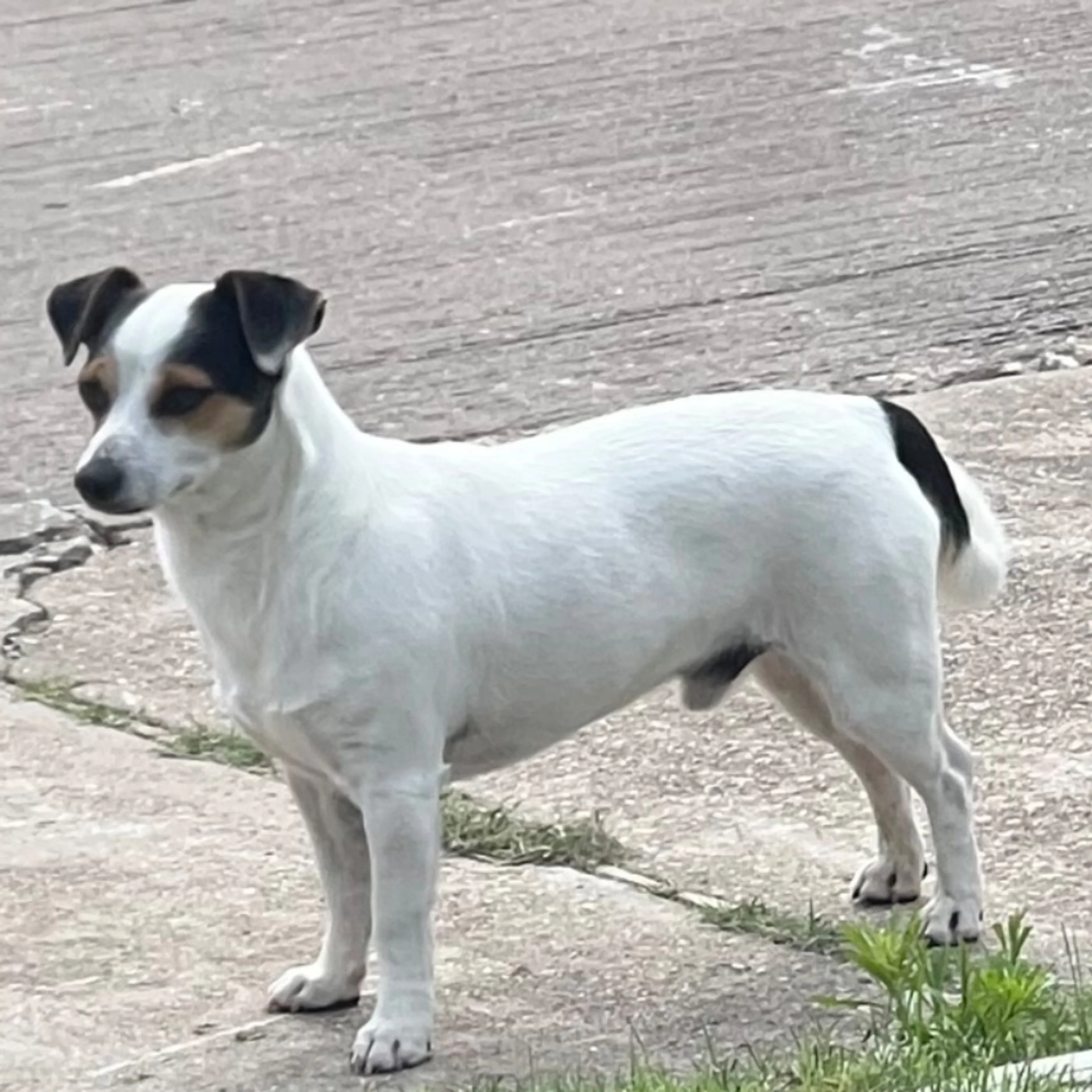 Found pet