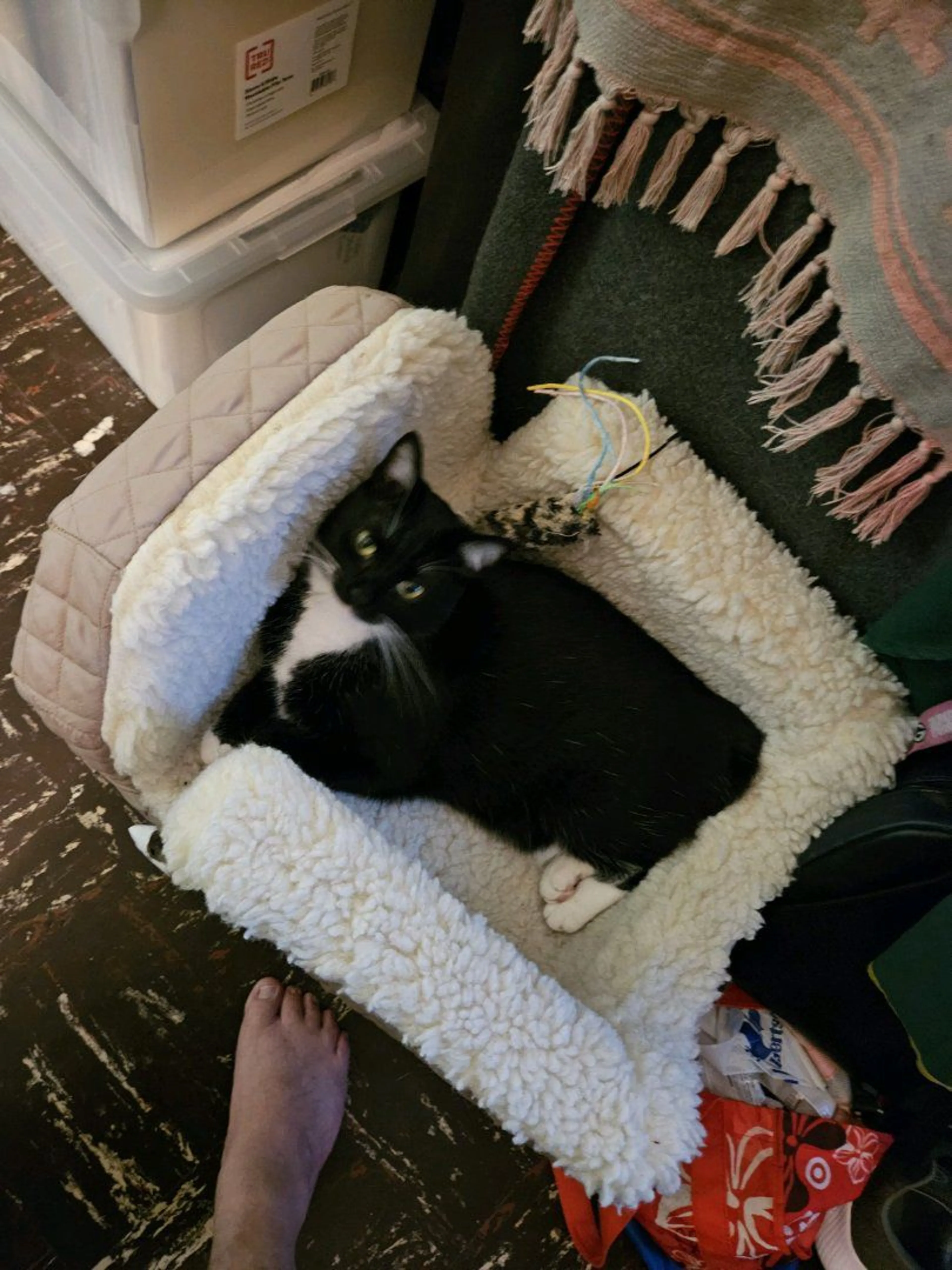 Lost pet-1