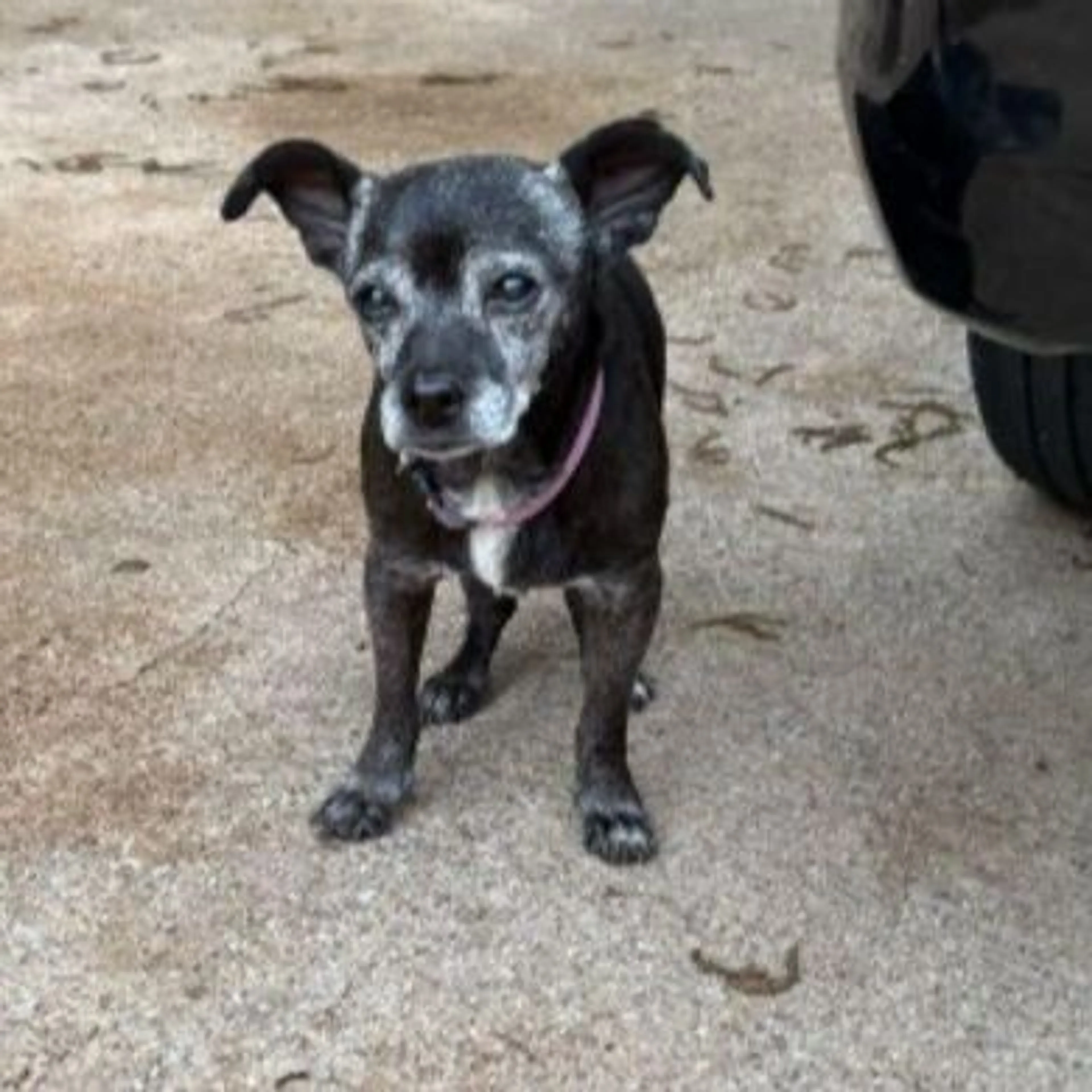 Lost pet