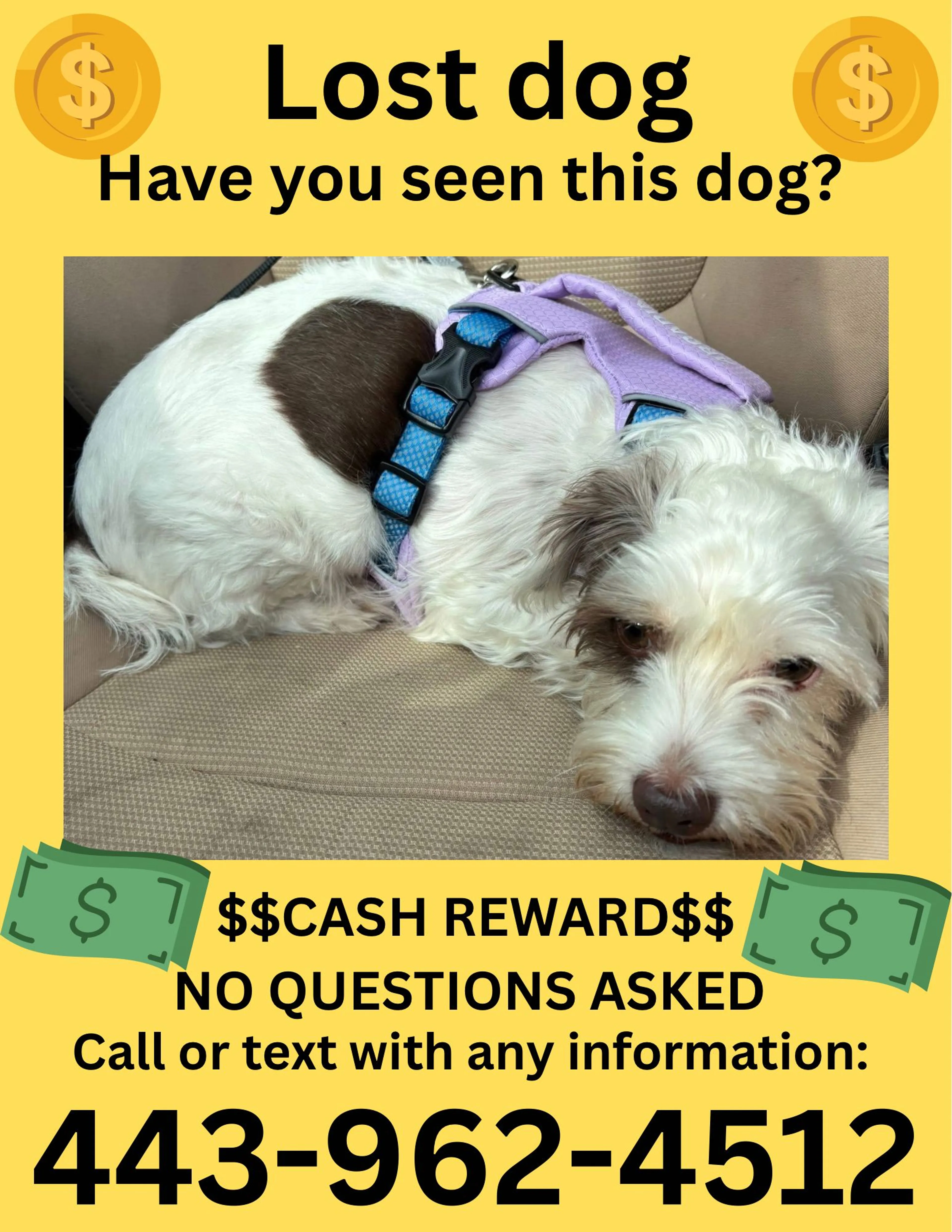 Lost pet-0
