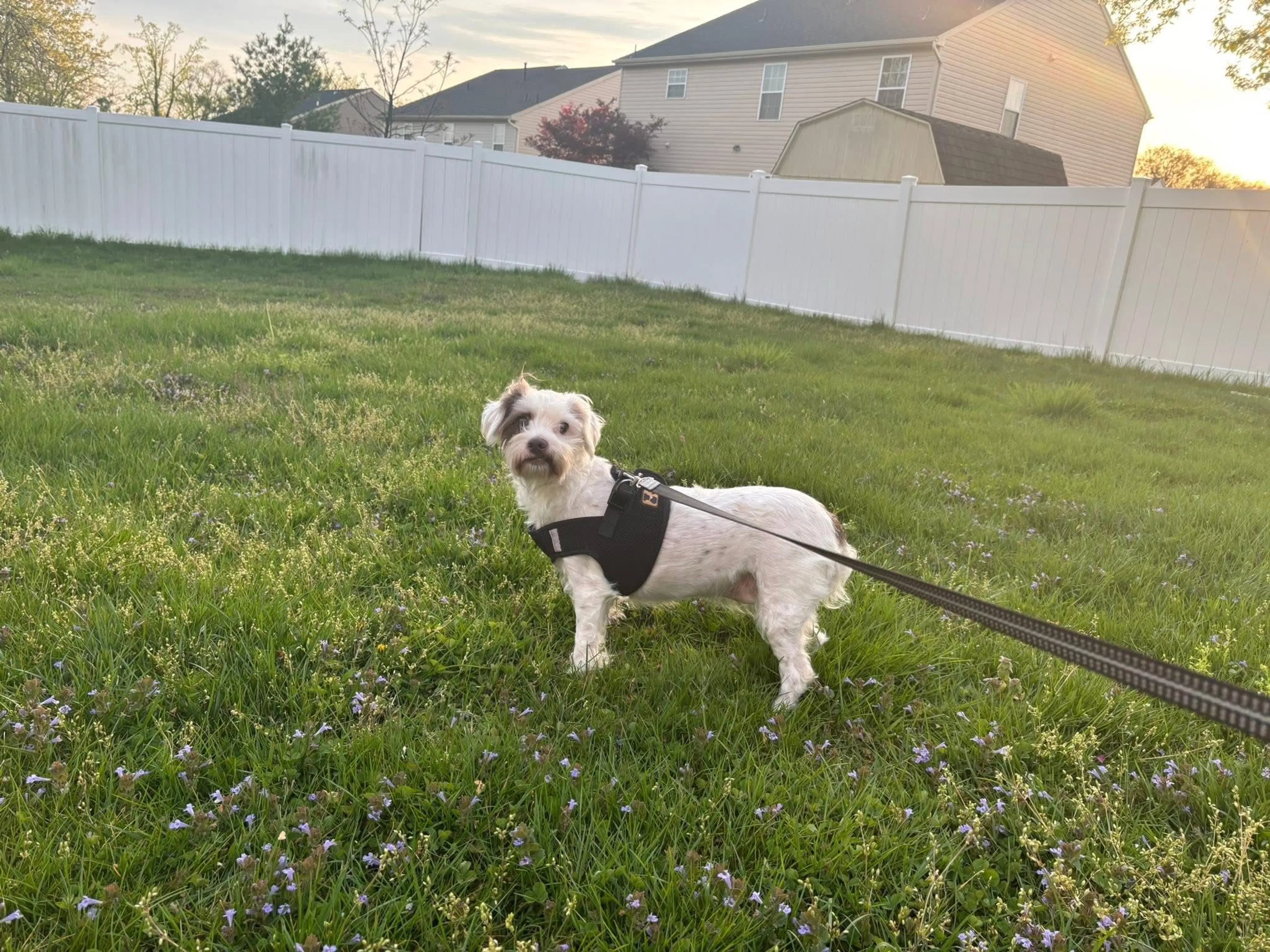 Lost pet-2
