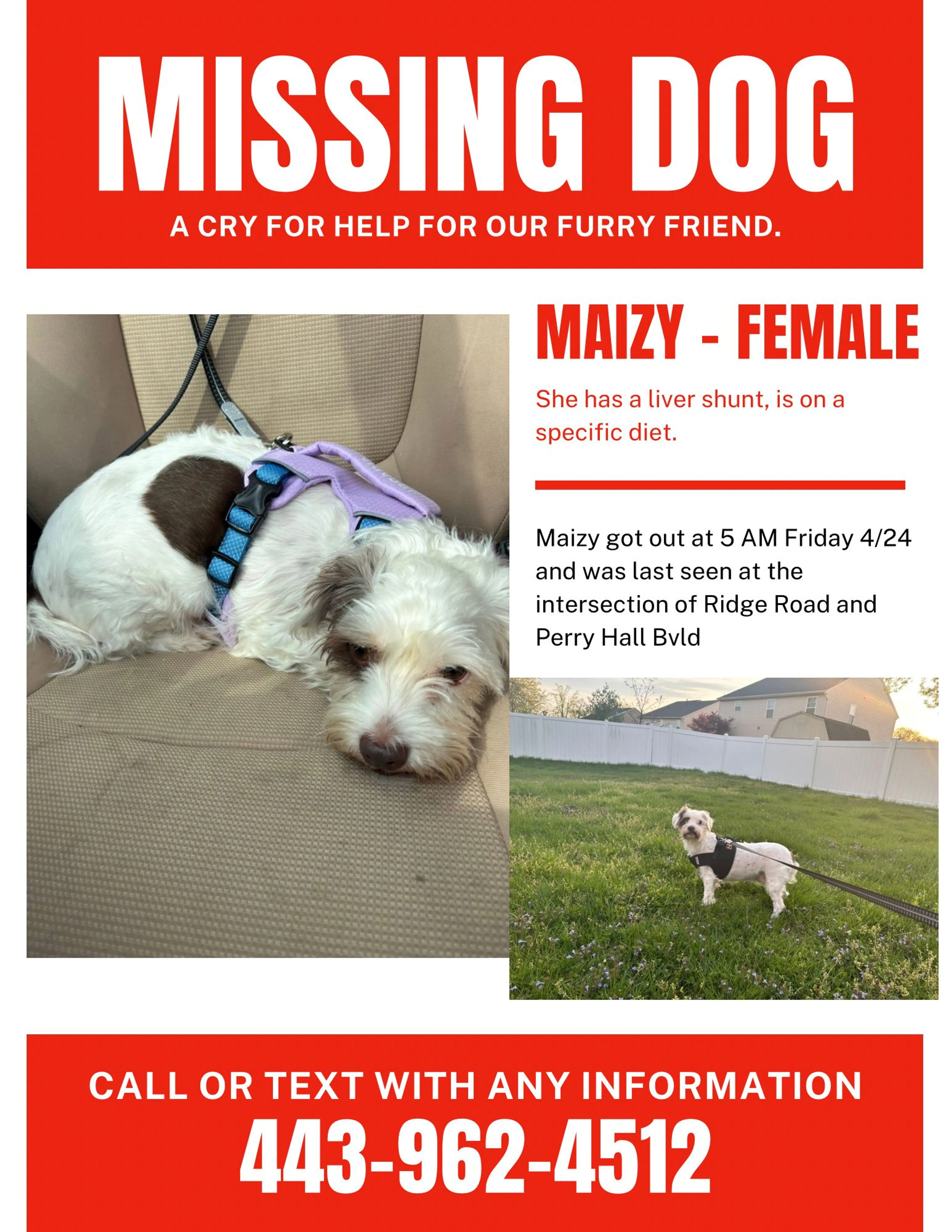 Lost pet-1