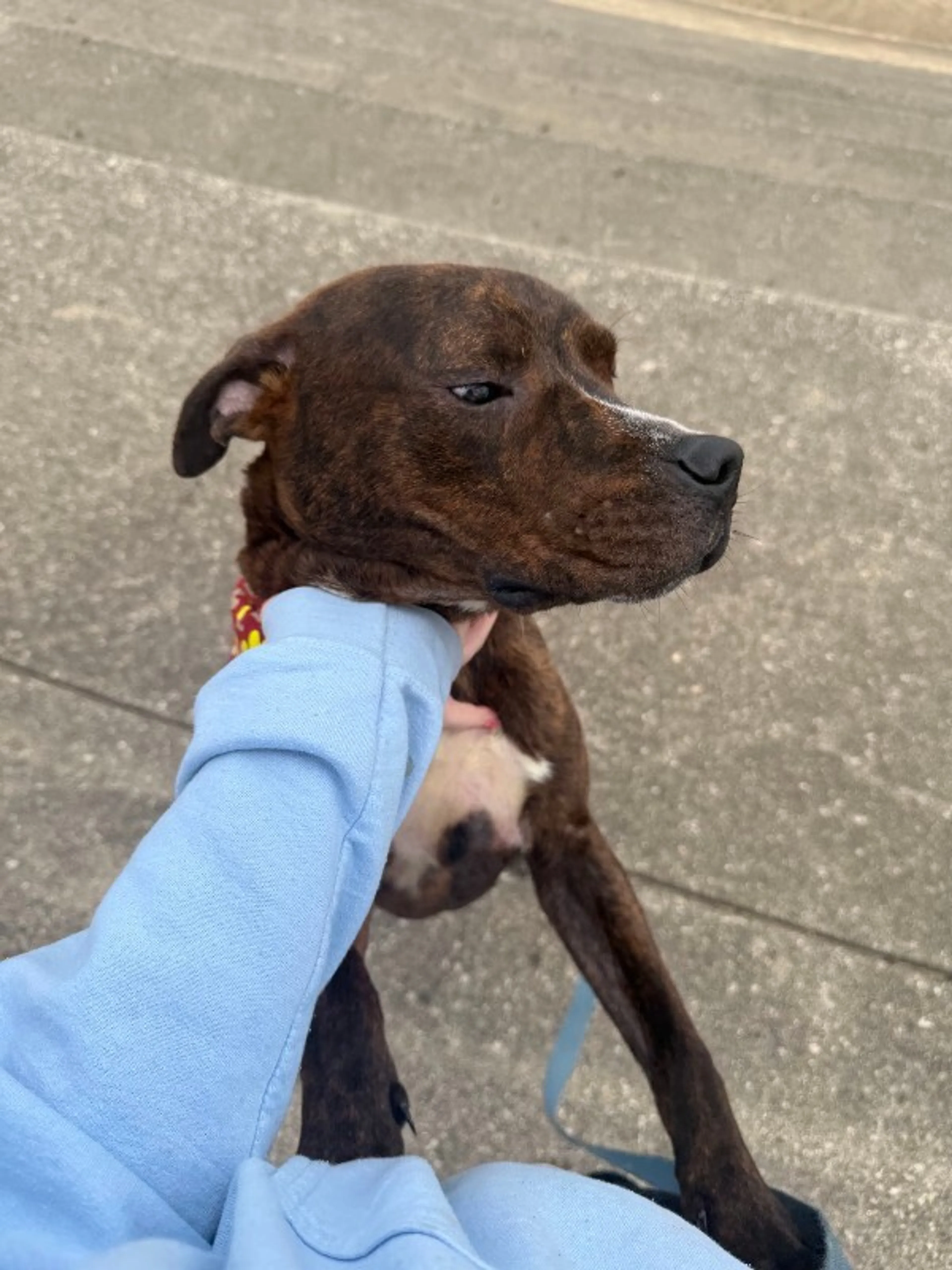 Found pet-1