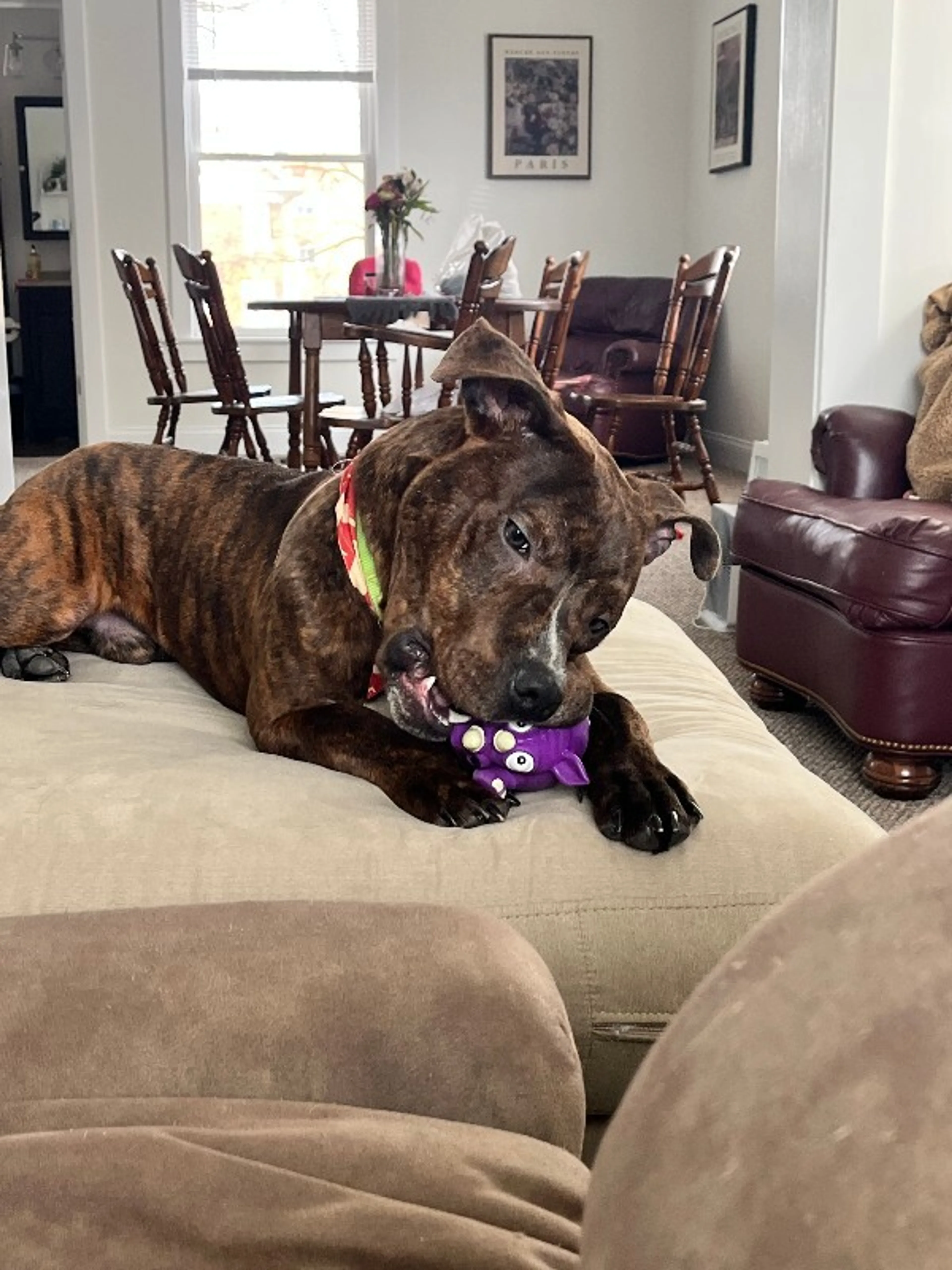 Found pet-2