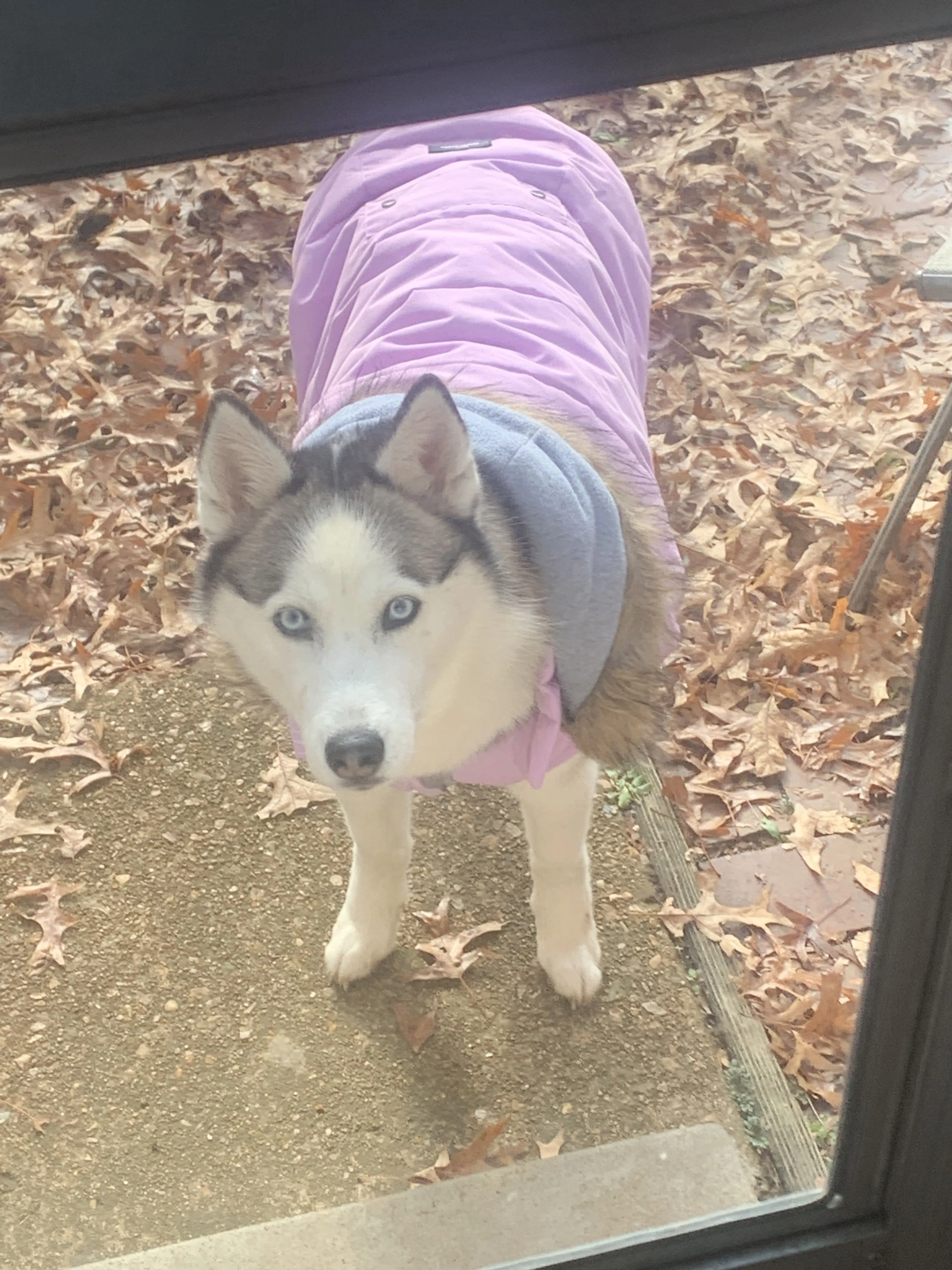 Lost pet