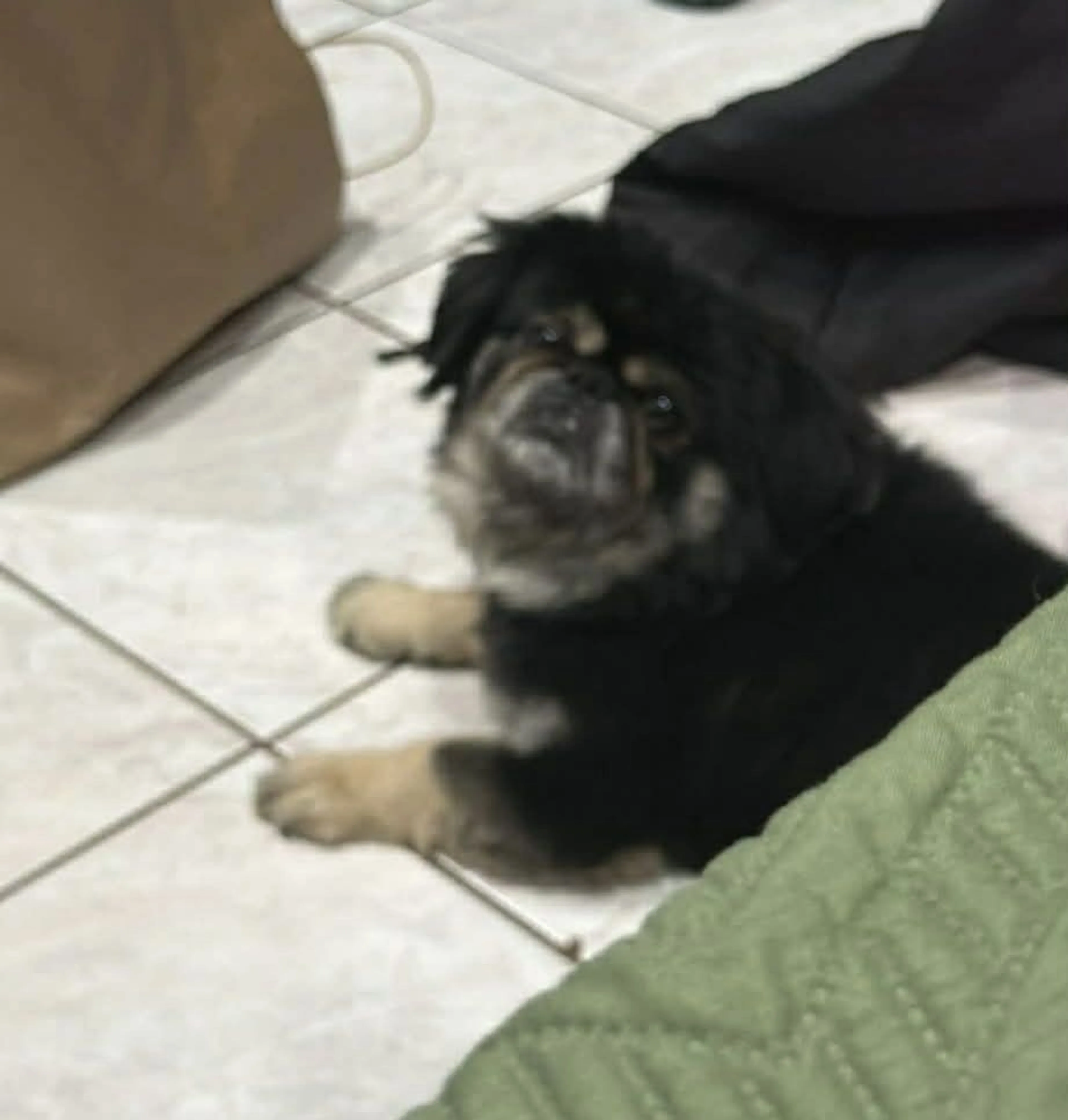 Lost pet