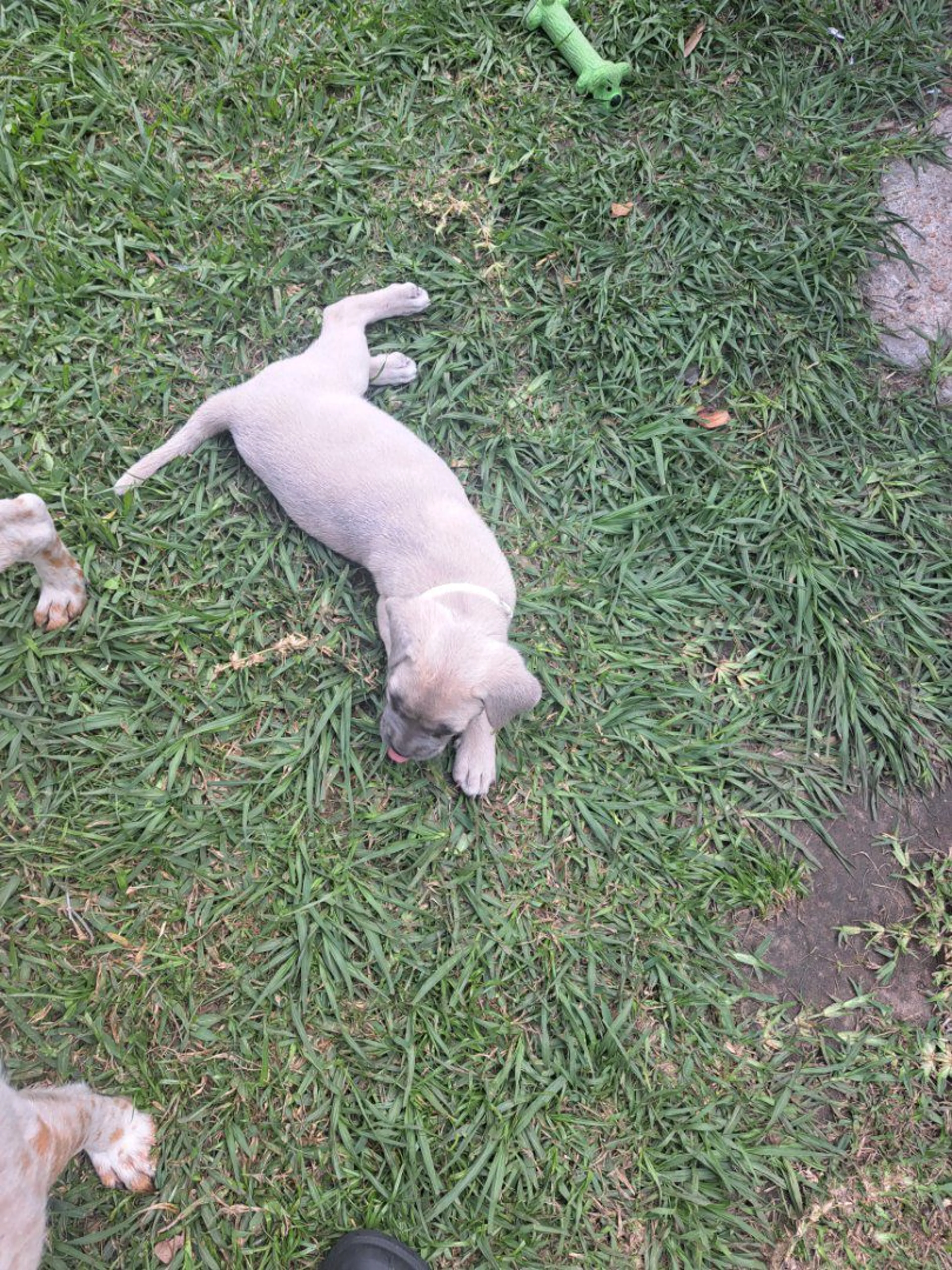Lost pet-0
