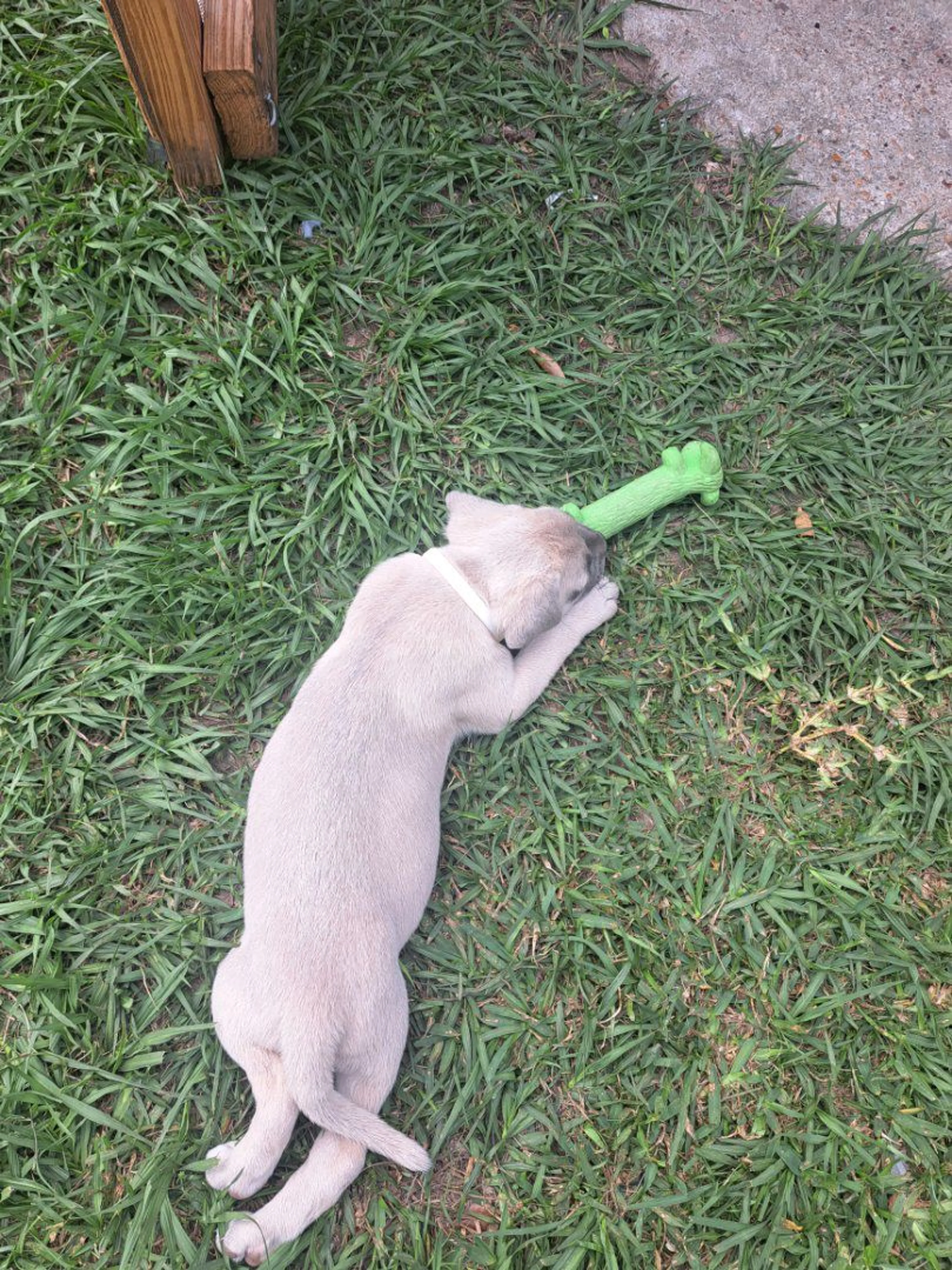 Lost pet-4