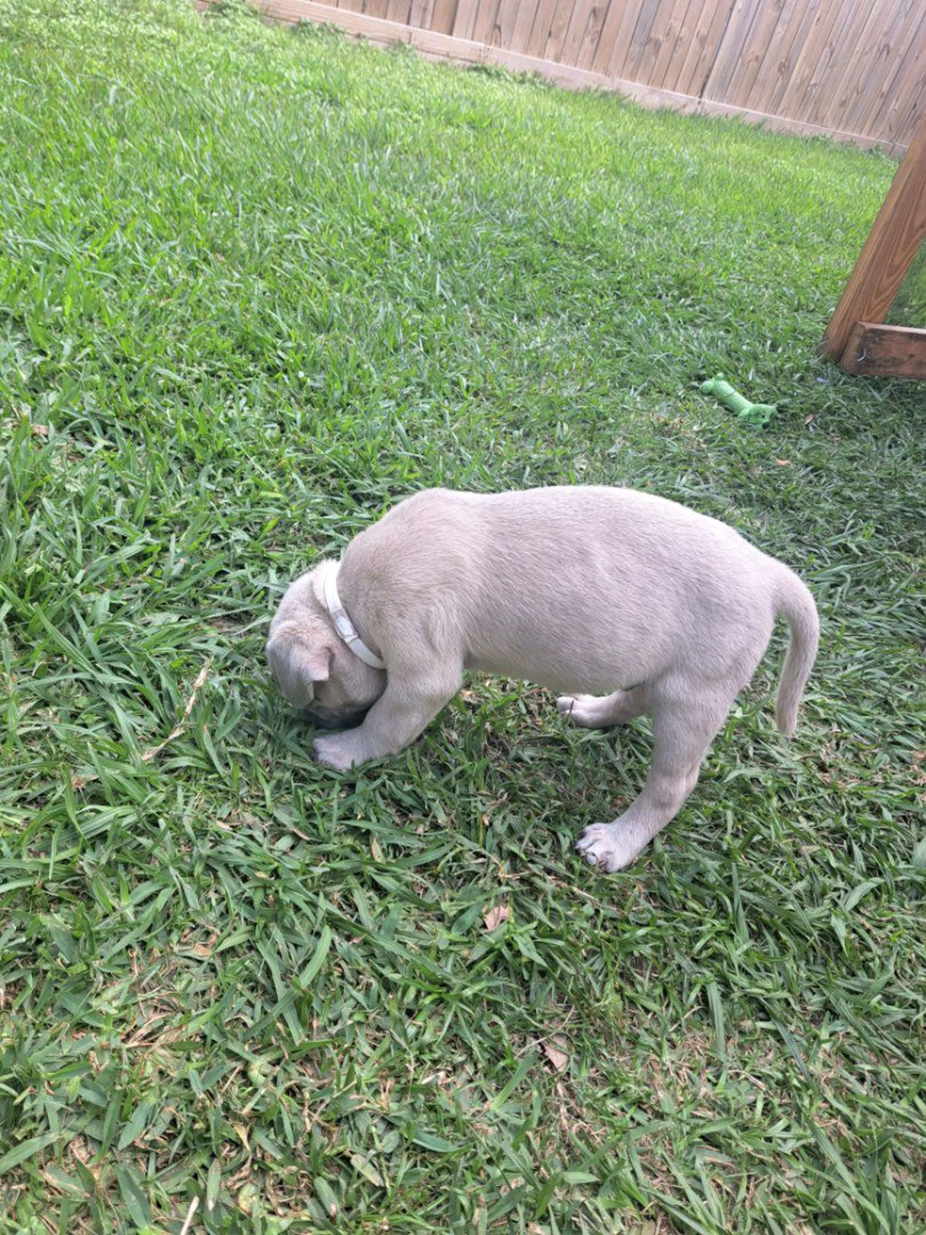 Lost pet-2