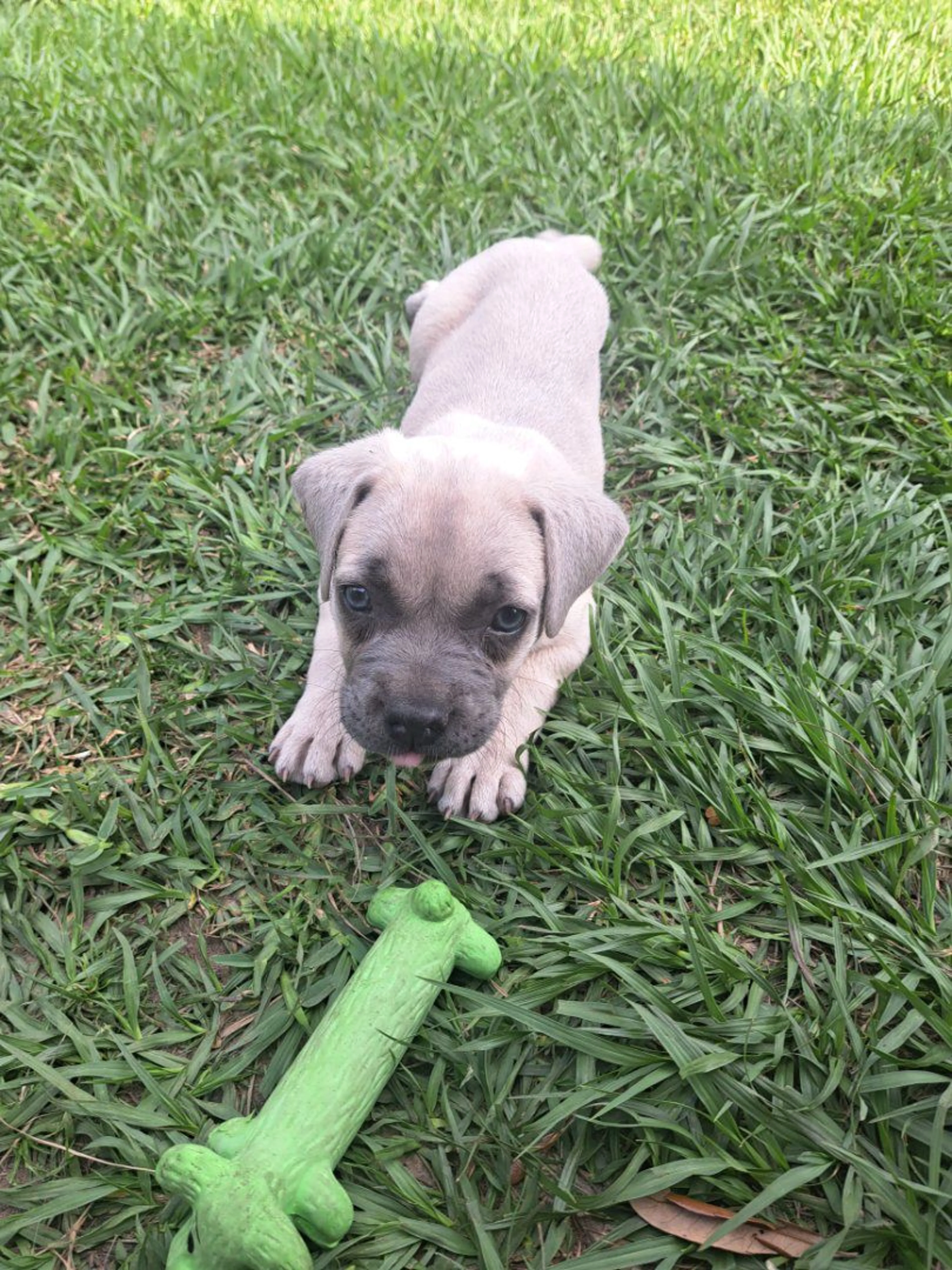 Lost pet-1