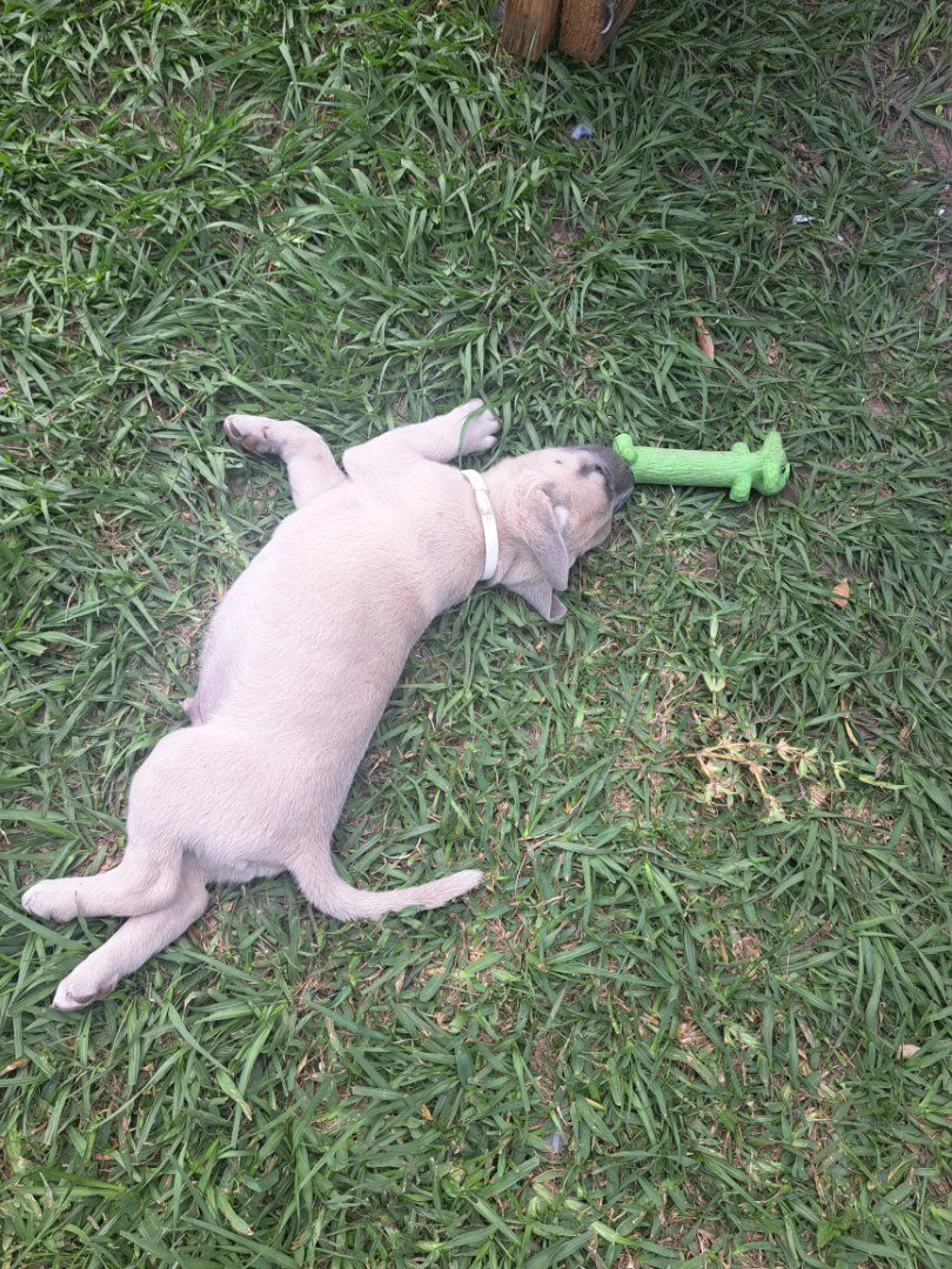 Lost pet-3