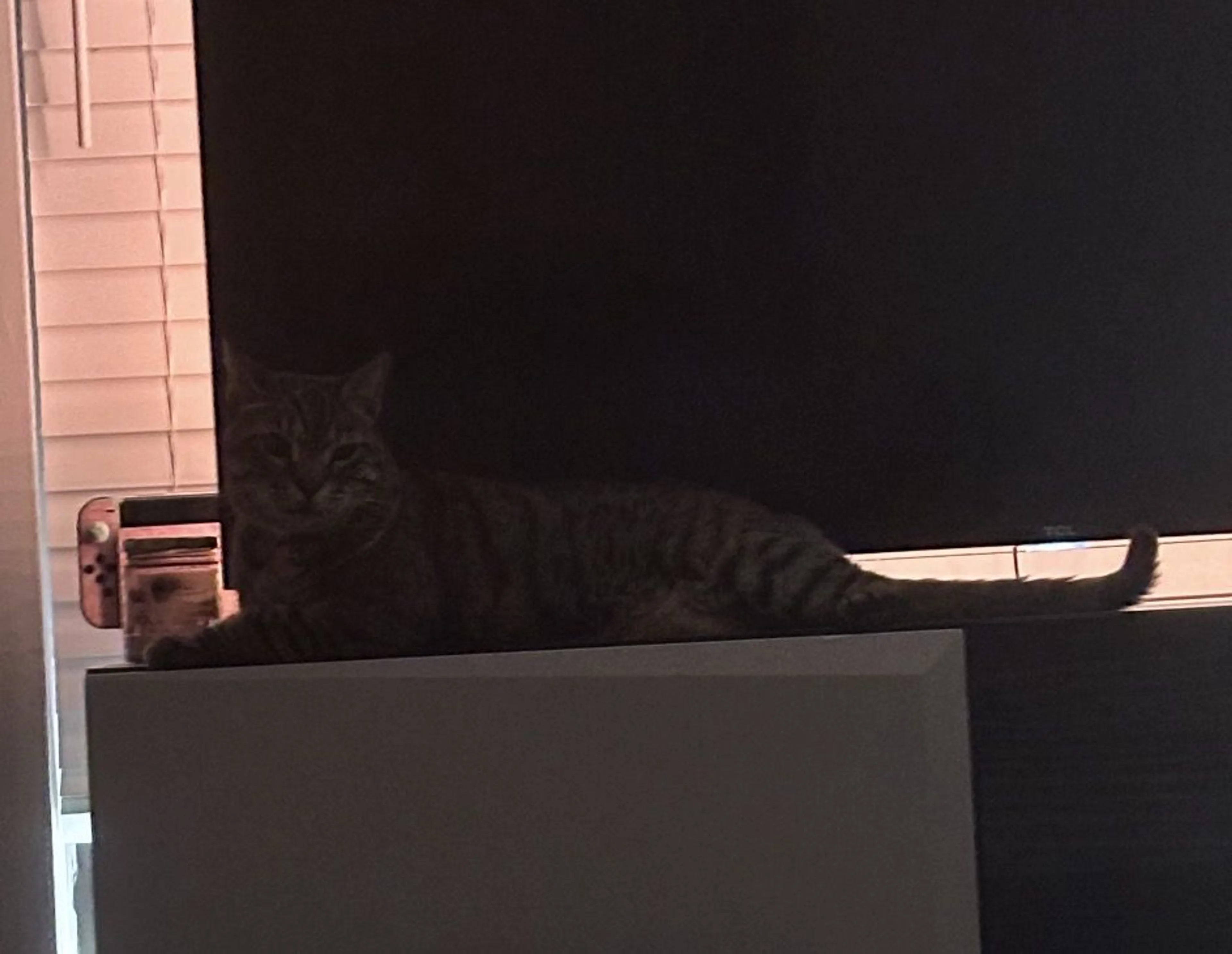 Lost pet