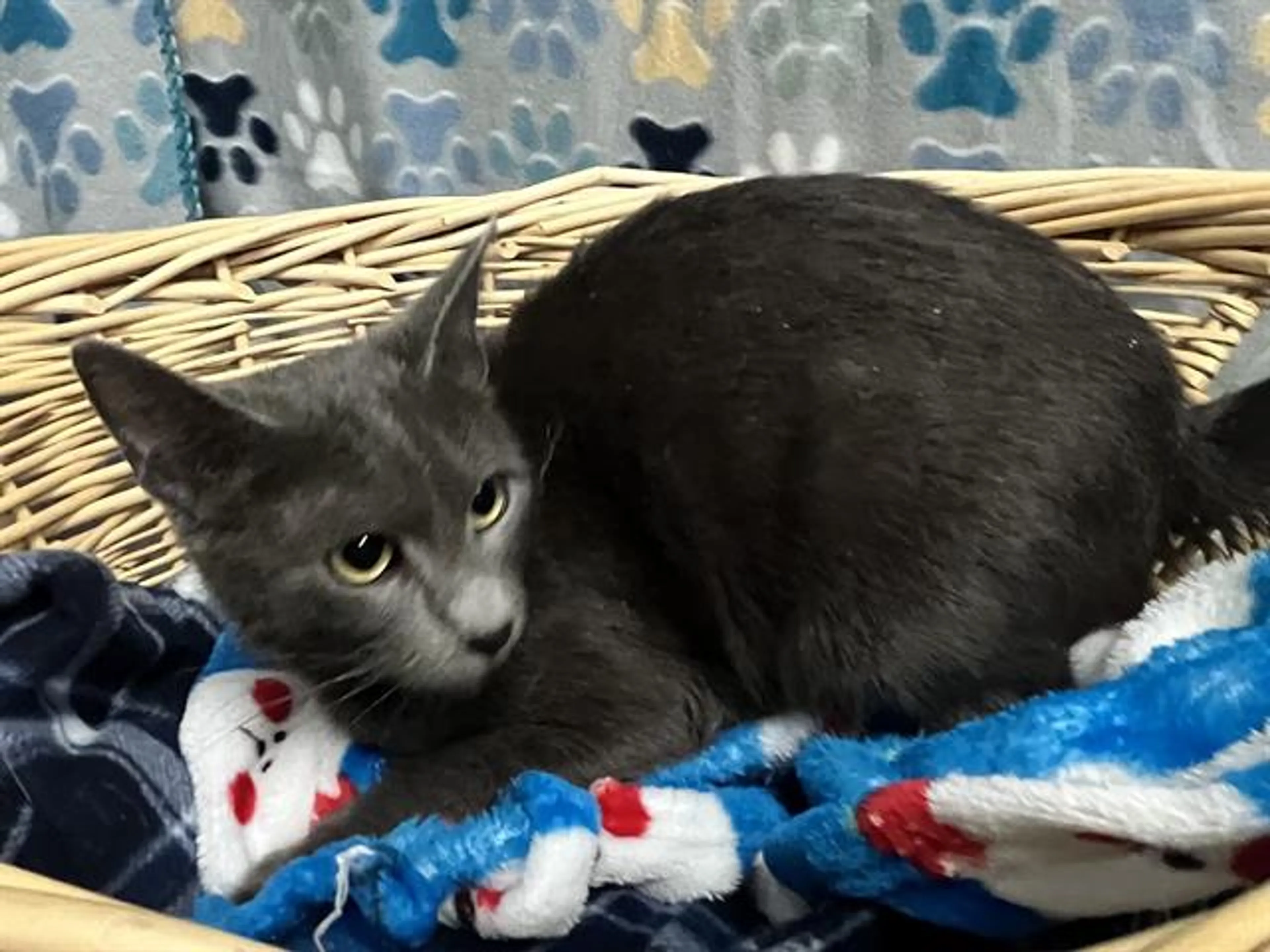Found pet