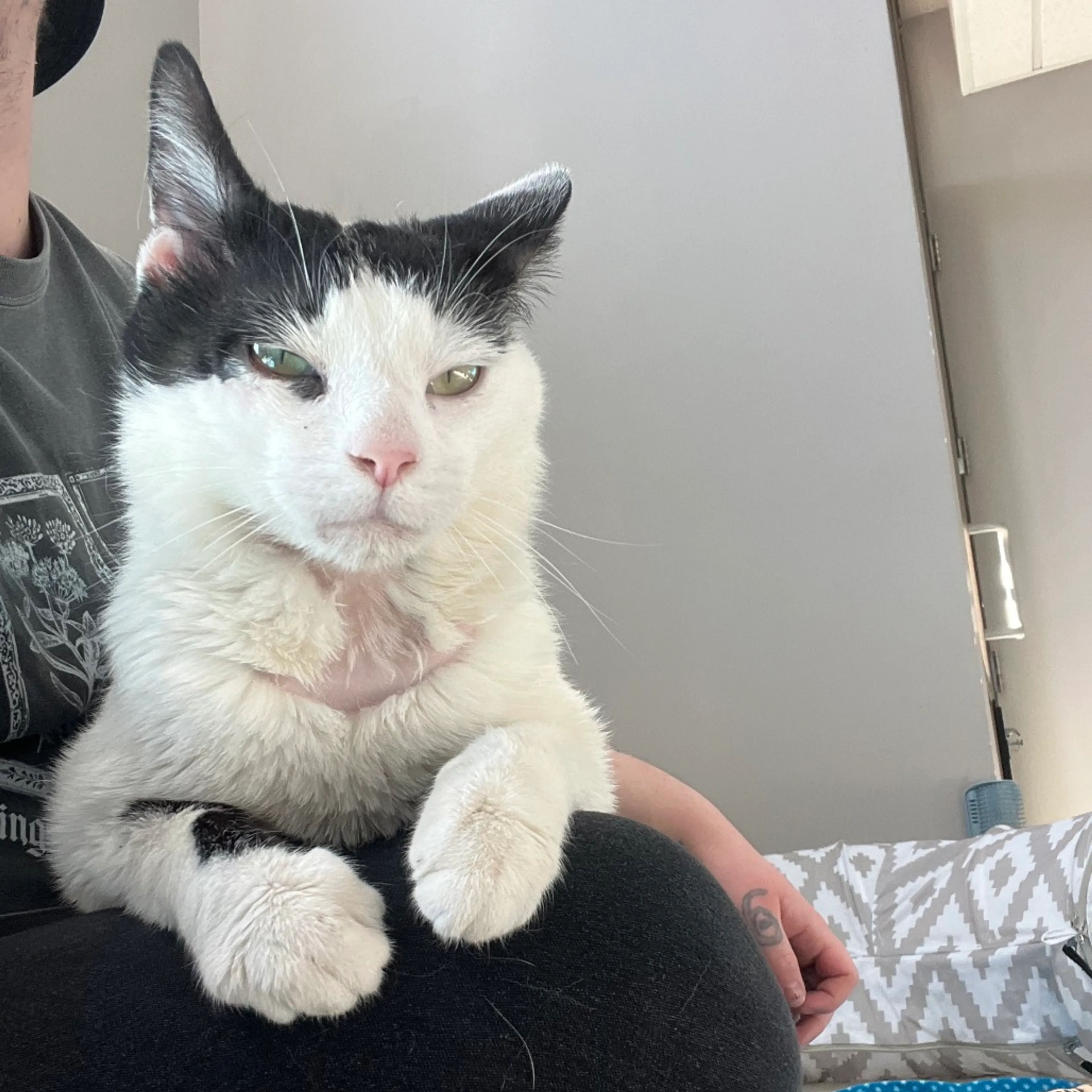 Found pet-1
