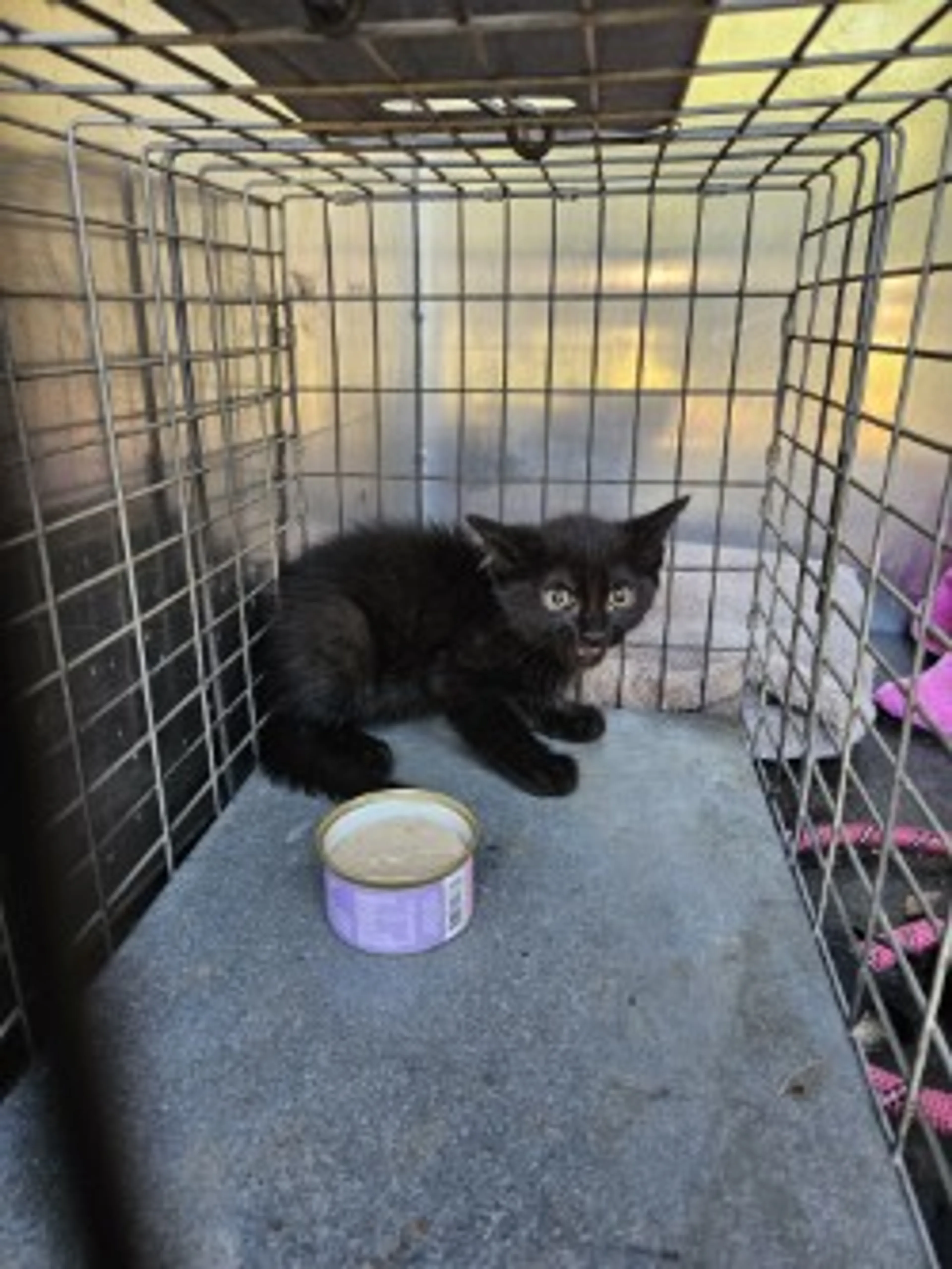 Found pet-1